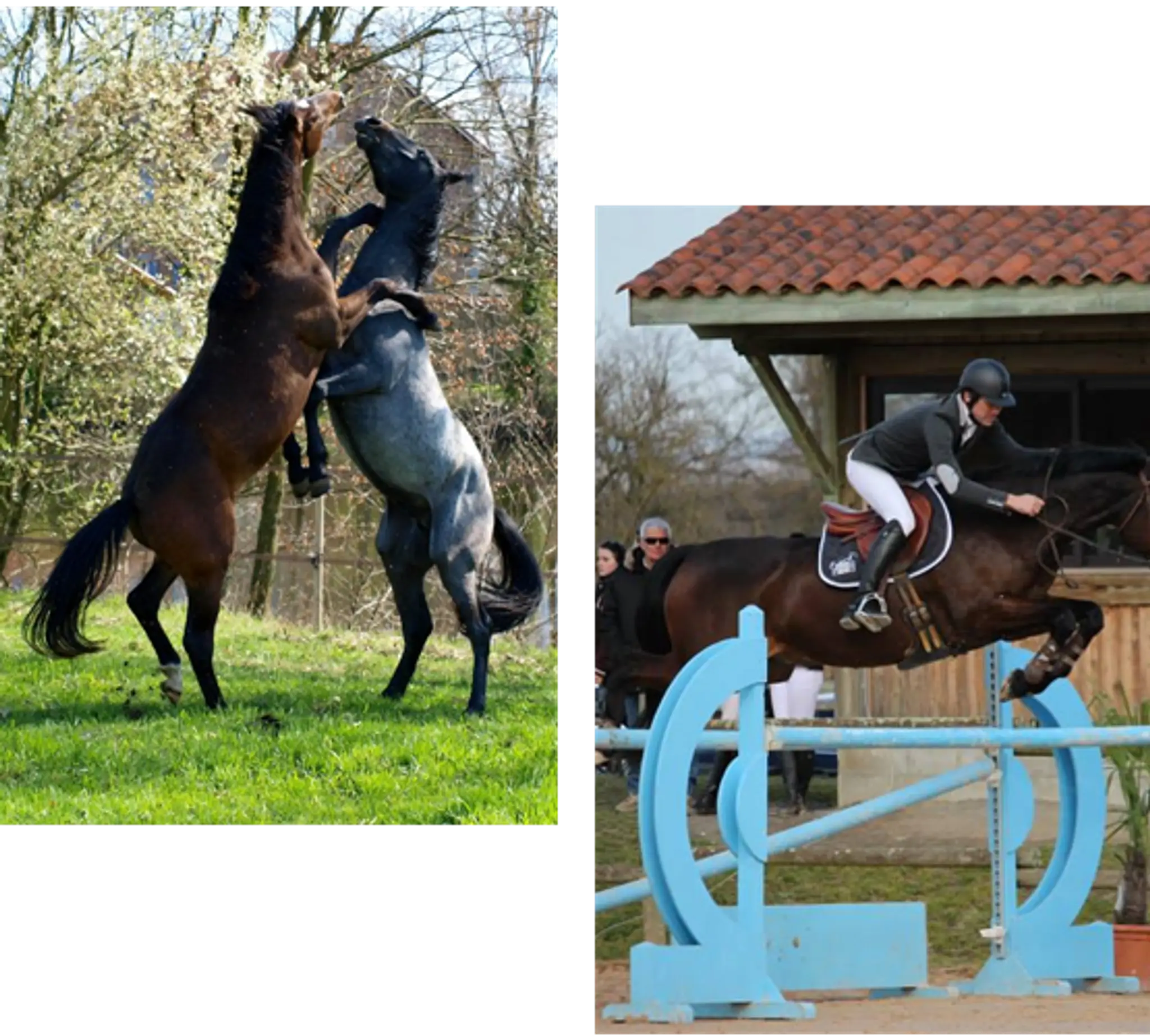 Les Ecuries De L'oracle