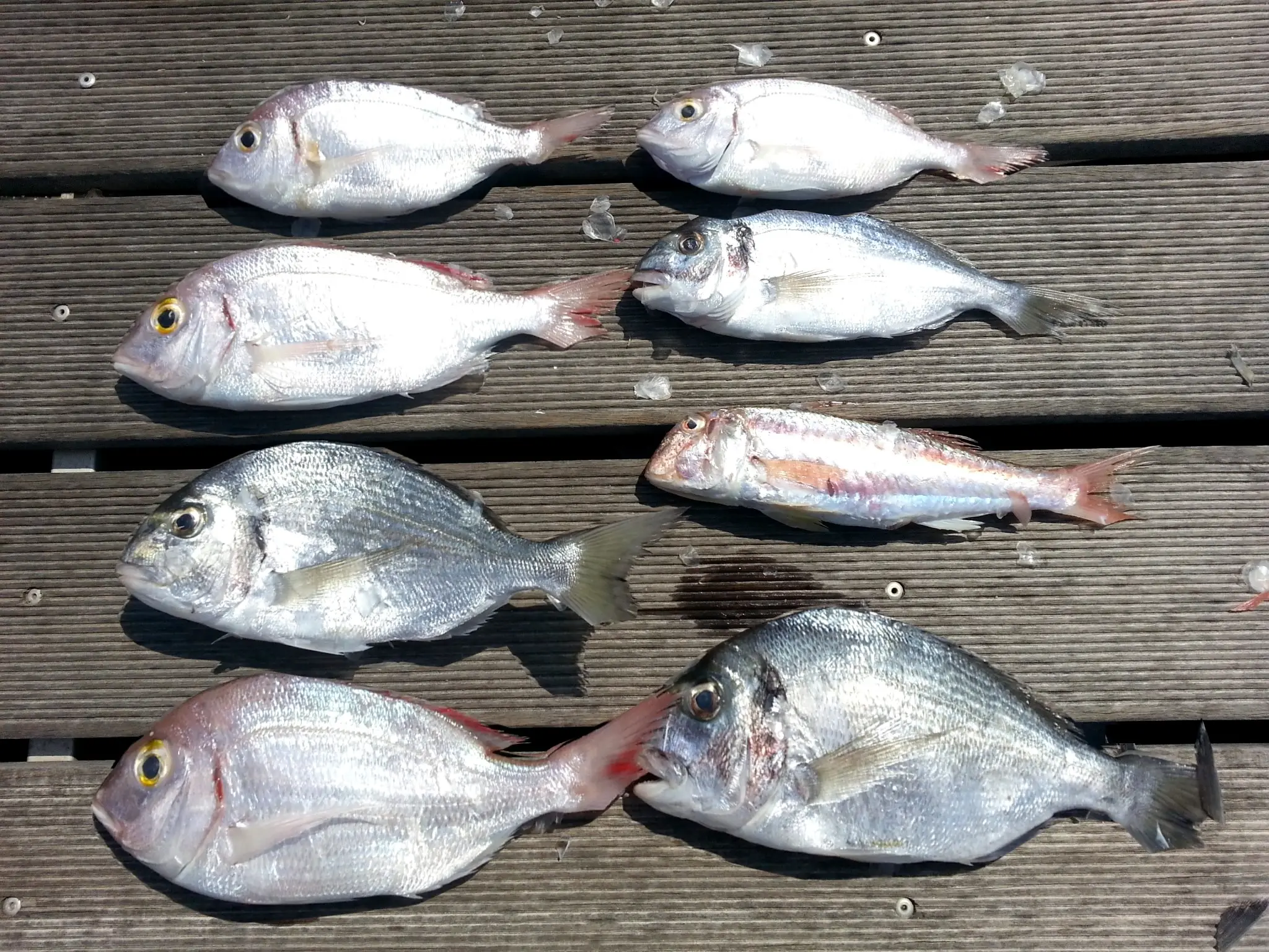 Carnon Fishing Club