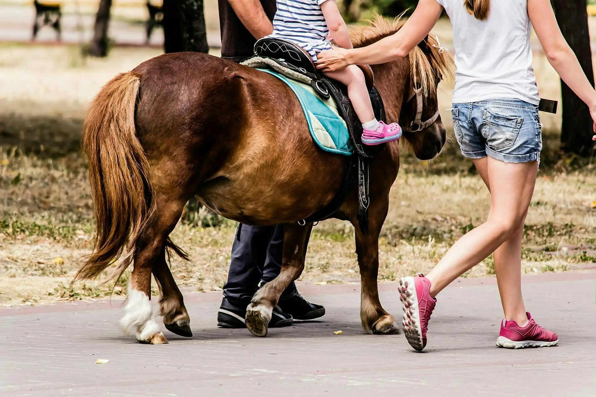 Horse Farm De L'herm
