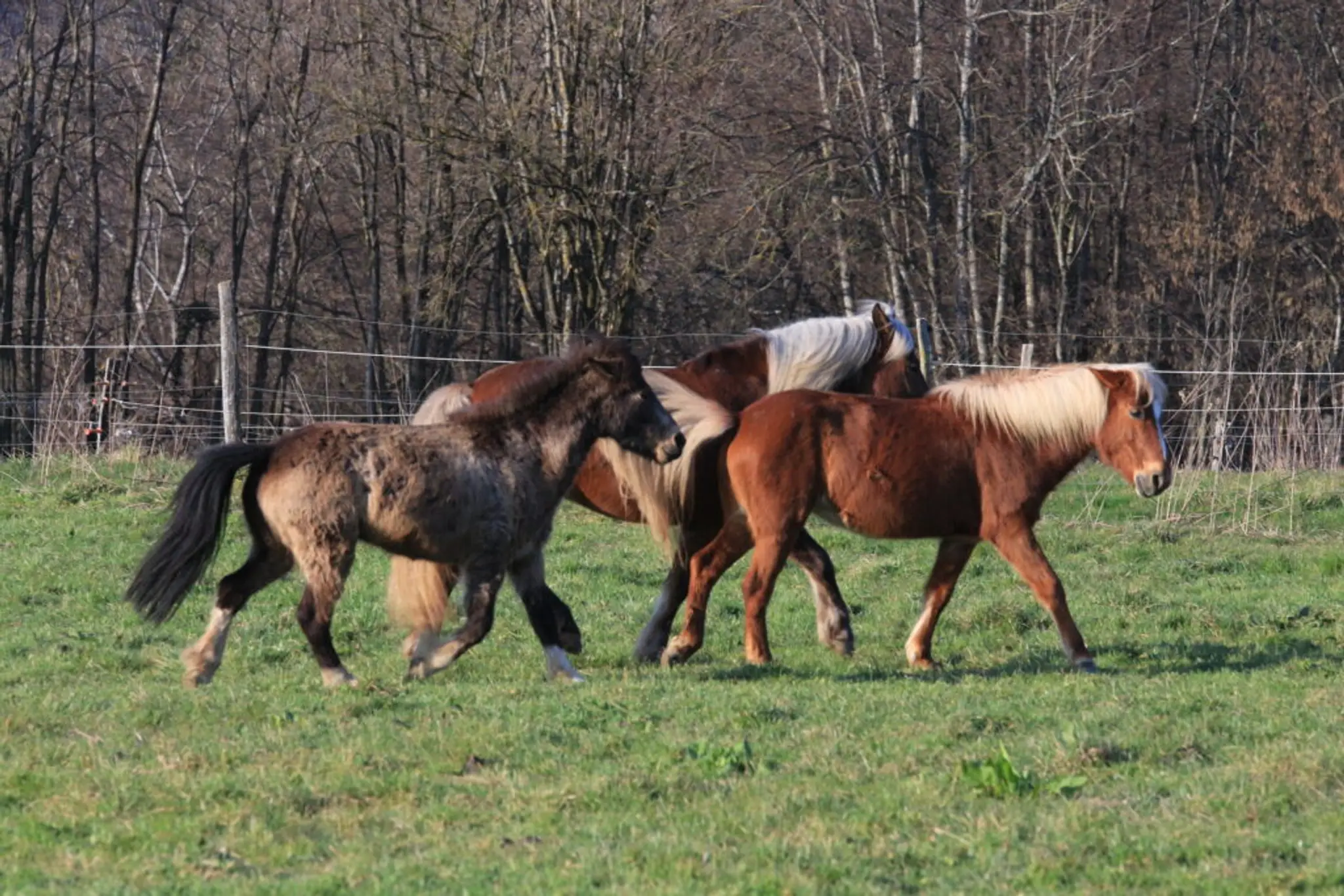 Pony Club De Chavanod