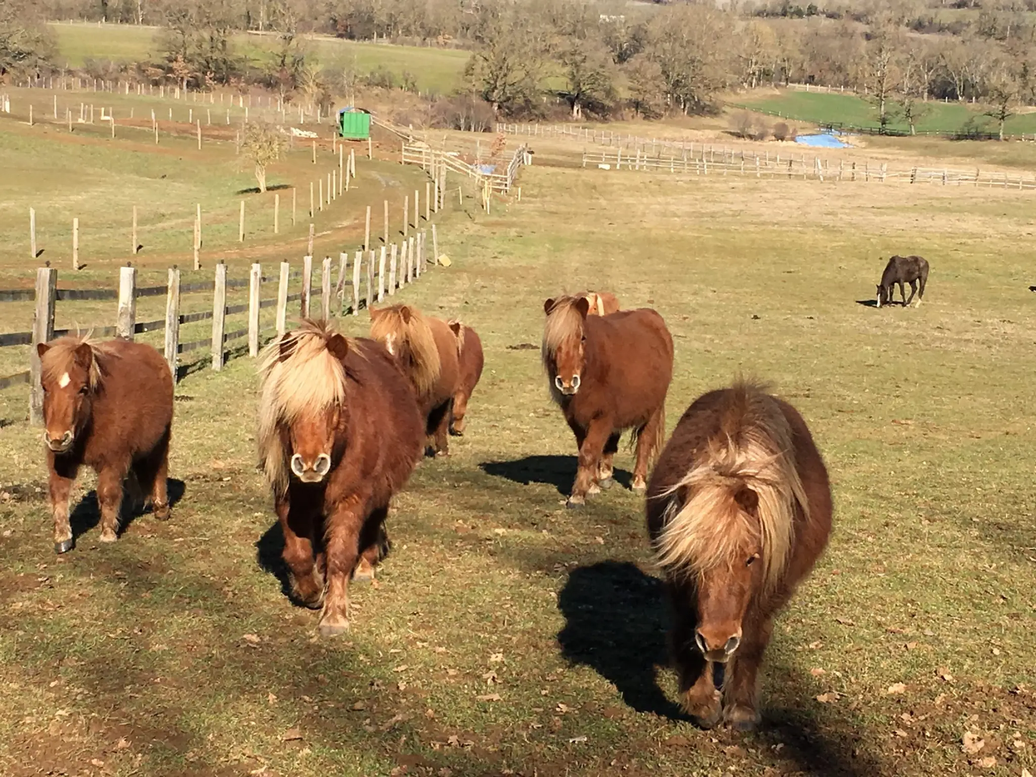 Shetland De Garrigous - Poneys Shetlands