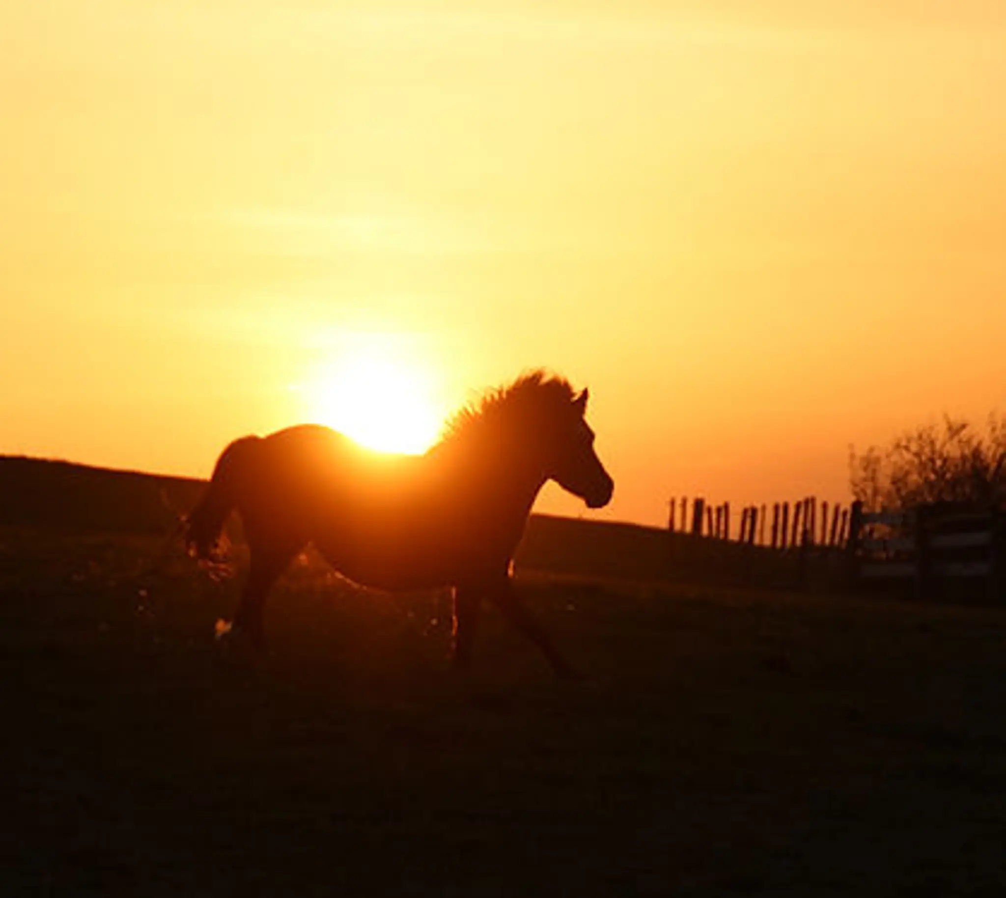 ECURIES DU RICHARDON