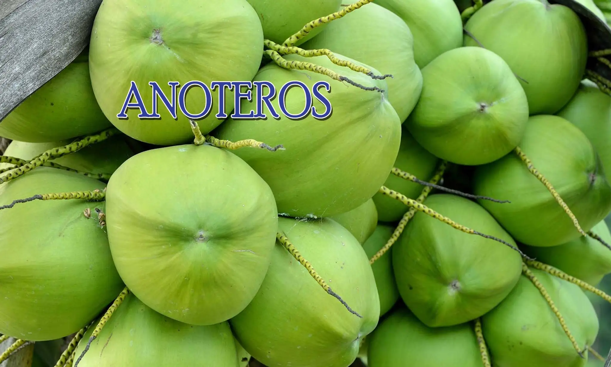 ShRuk Badminton Academy