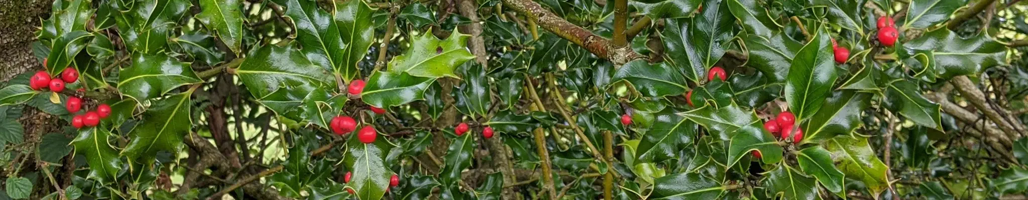 Crazy Gold at Southend Gardens