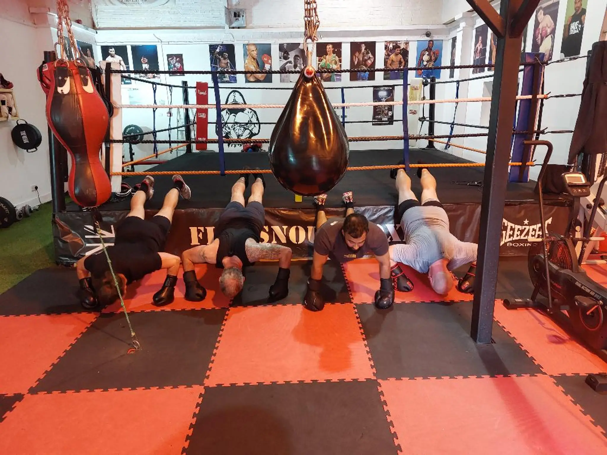 Flatsnout Boxing