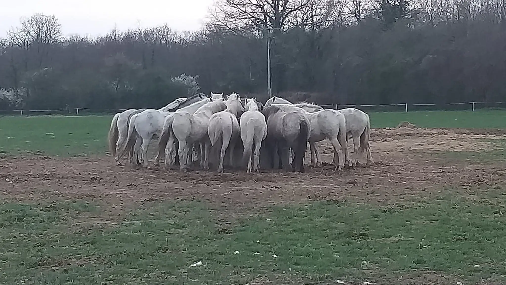Camargue Riding Recreation En Nièvre