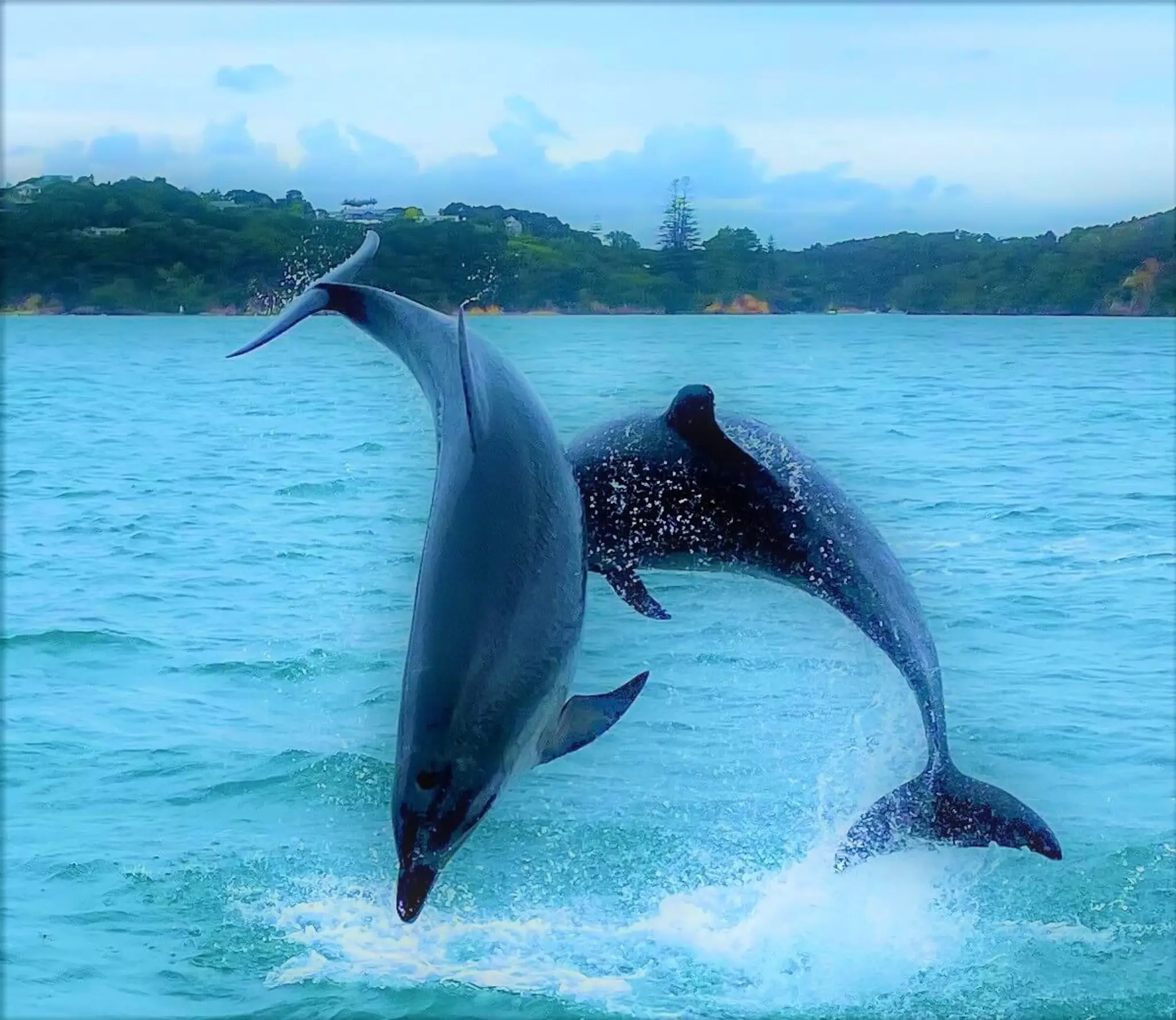 Sail Sunkiss Yacht Charter Auckland