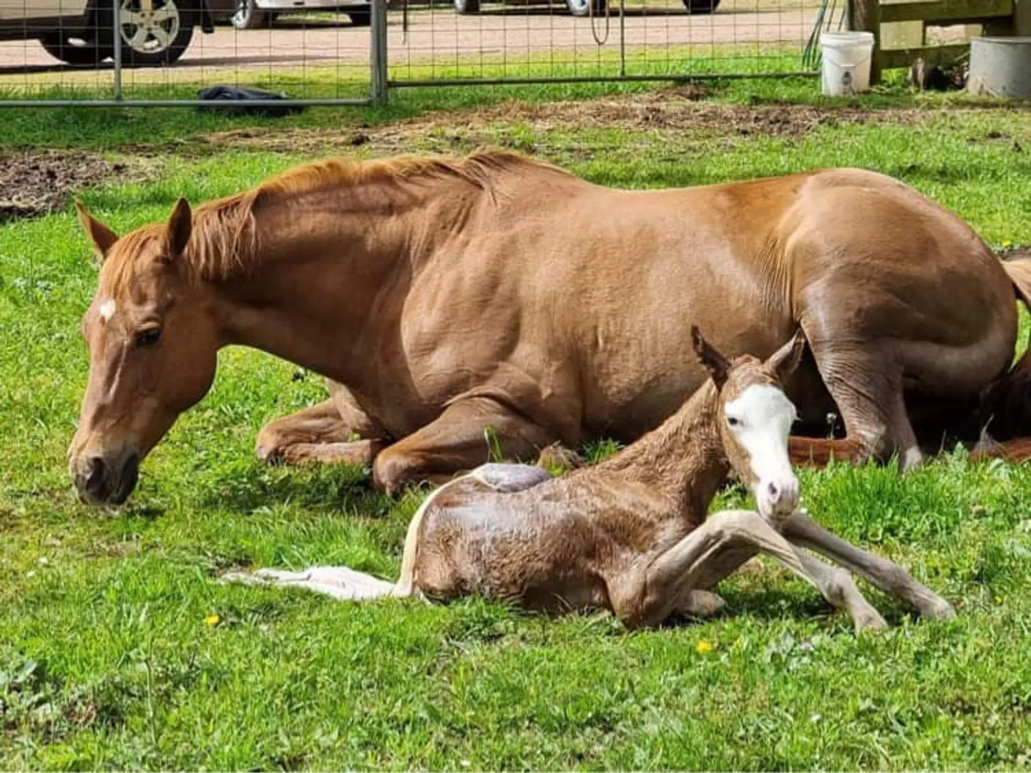Anroc Quarter Horse Stud