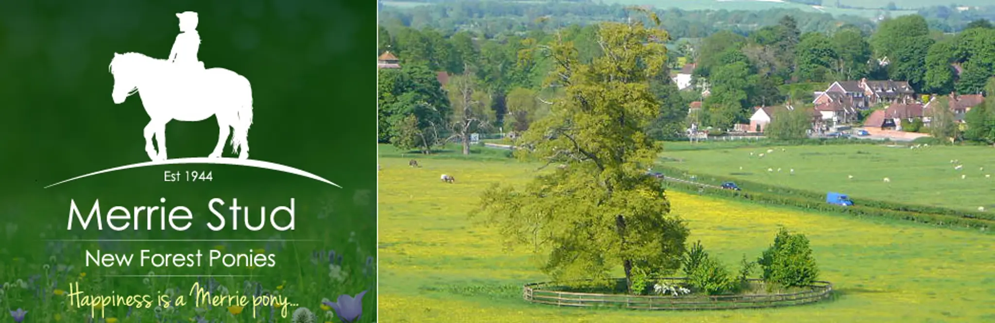 Messrs Sibley Merrie Stud