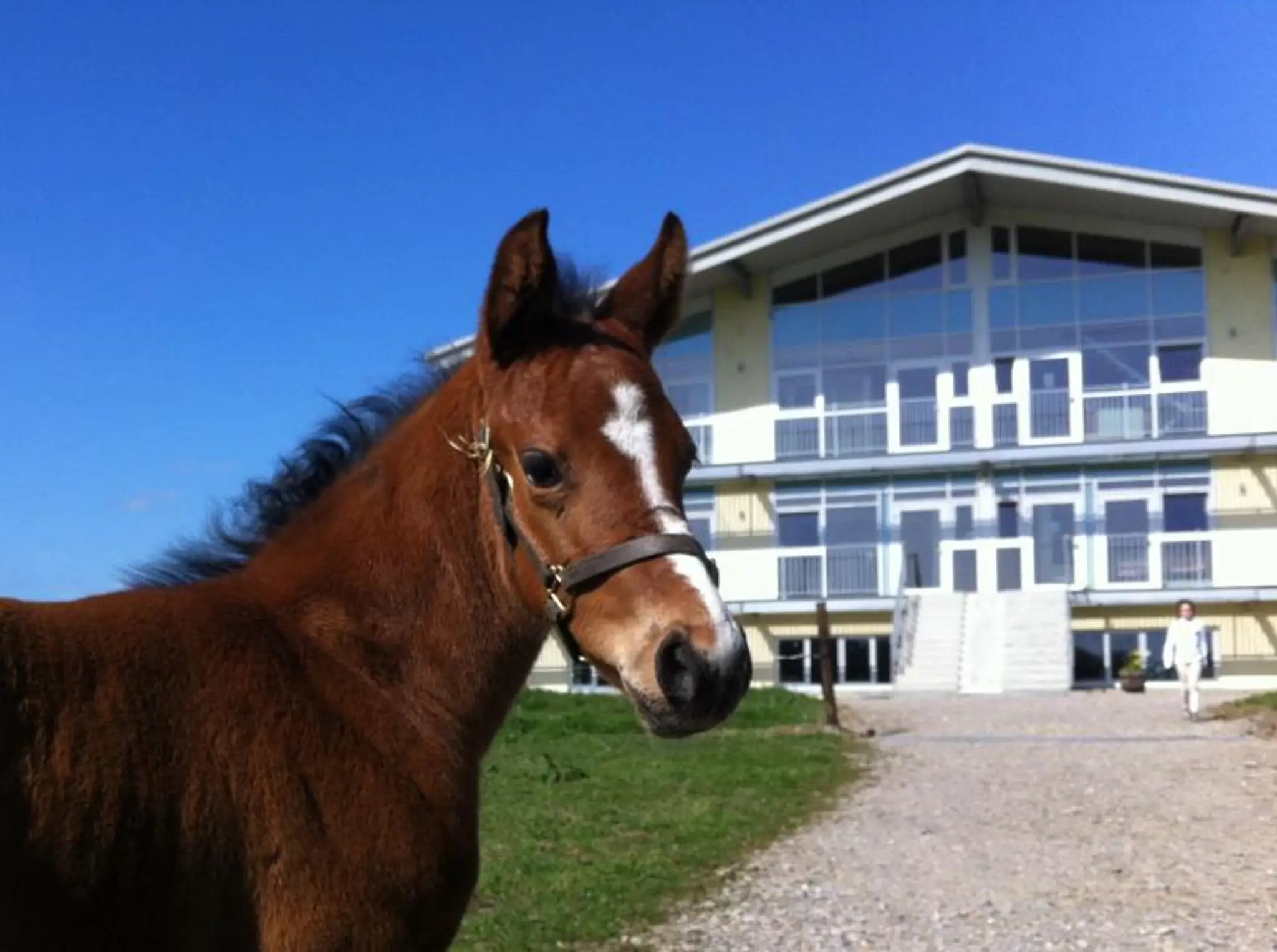 Royal Meath Equestrian Centre Ltd