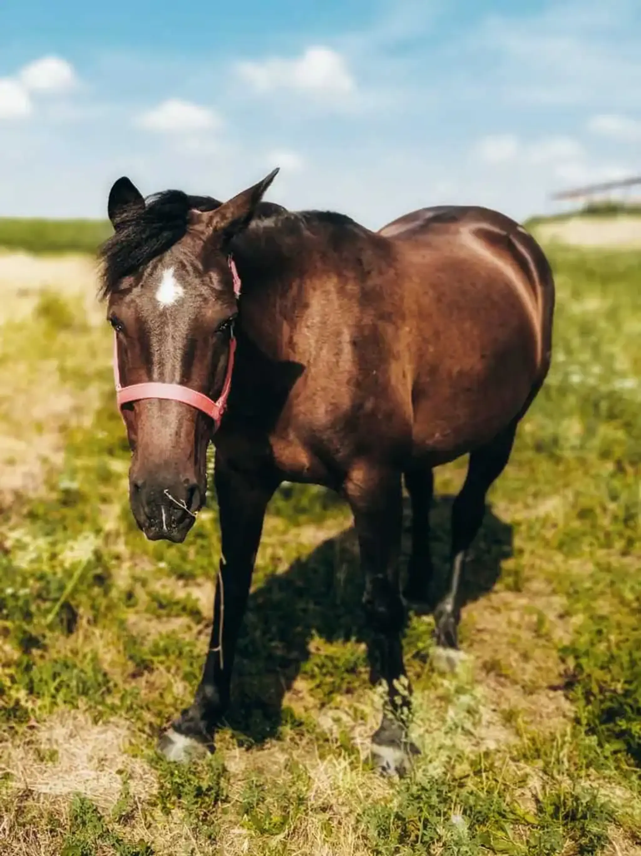 Farma Equiland