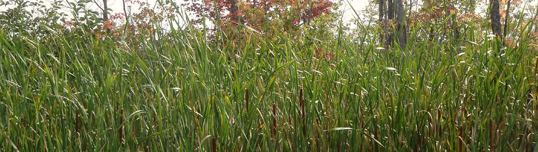 Watershed Yoga & Registered Massage Therapy