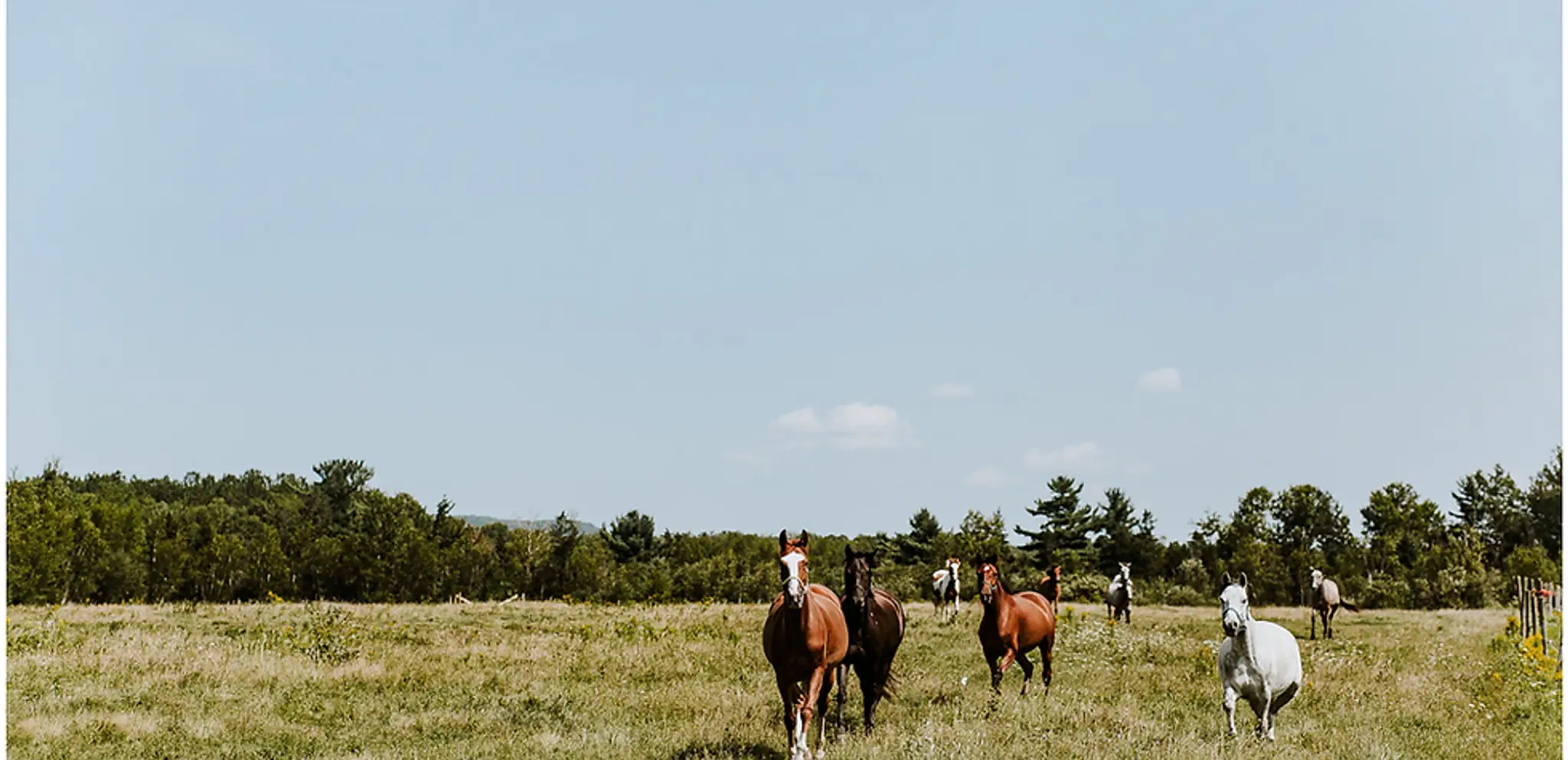 Free Spirit Therapeutic Riding Association