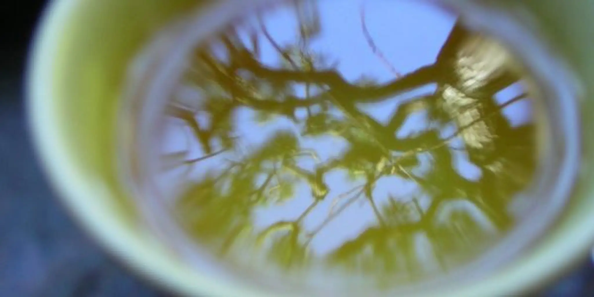 tai chi port stephens 108