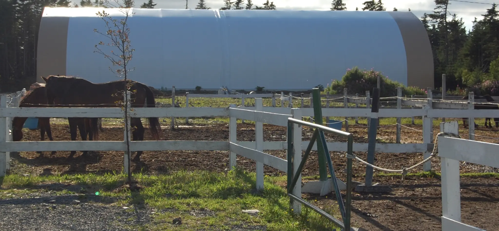 Equine Meadows Horseback