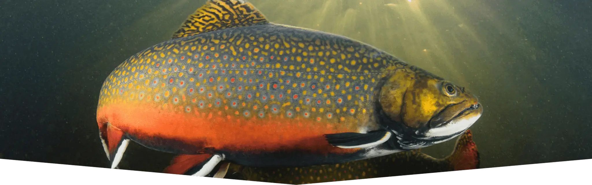 Pourvoirie Clauparo *