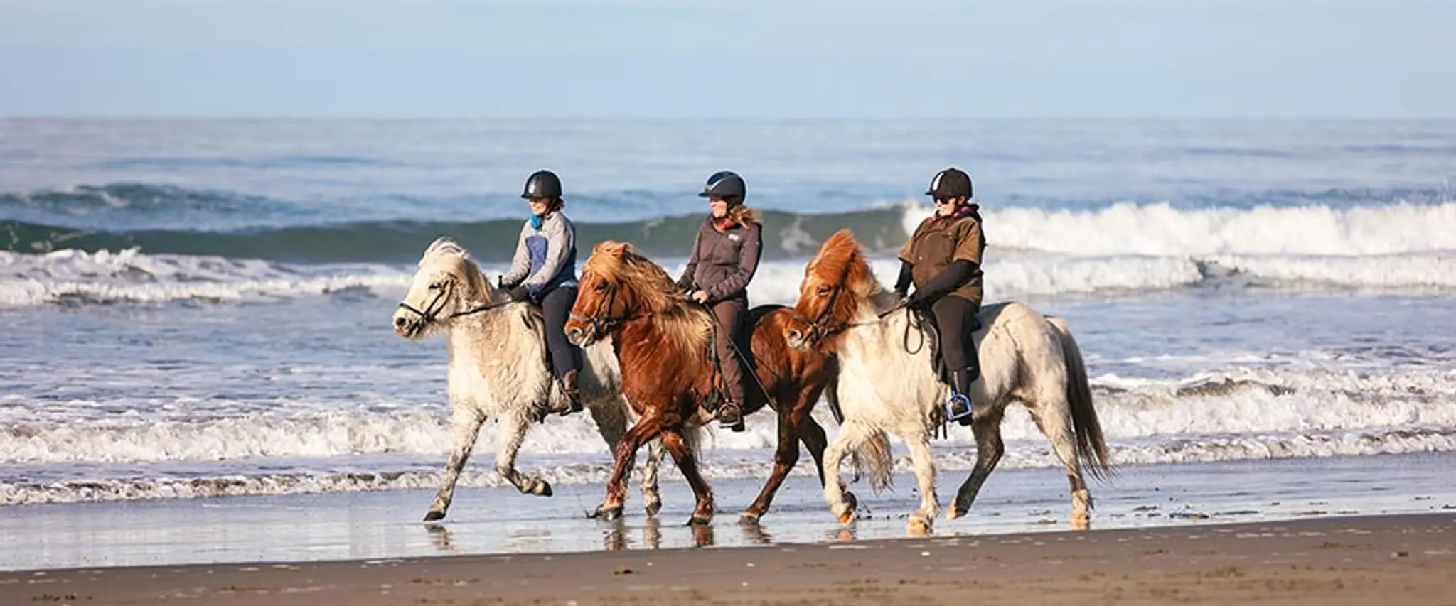 Christchurch Icelandic Horse Treks