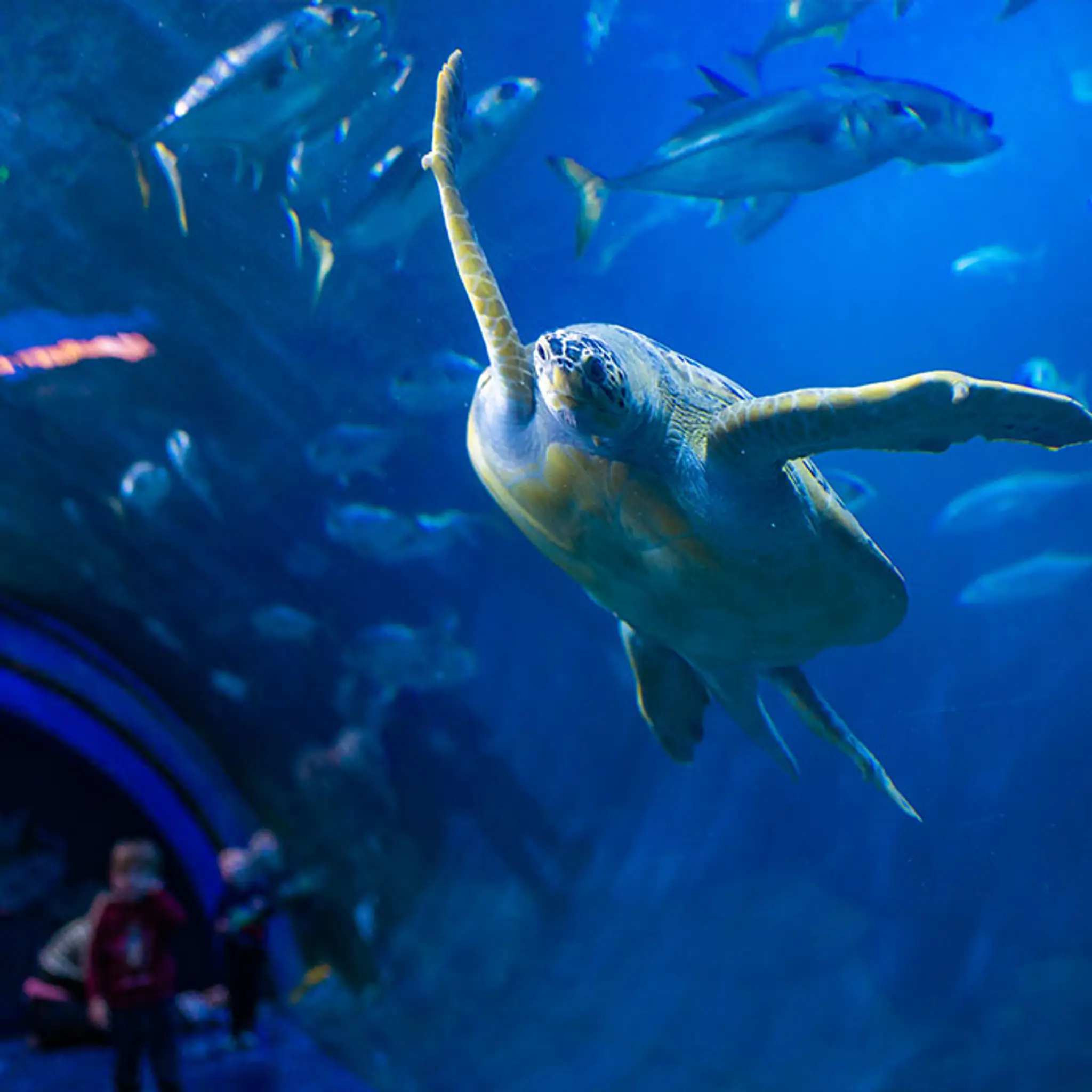 National Marine Aquarium
