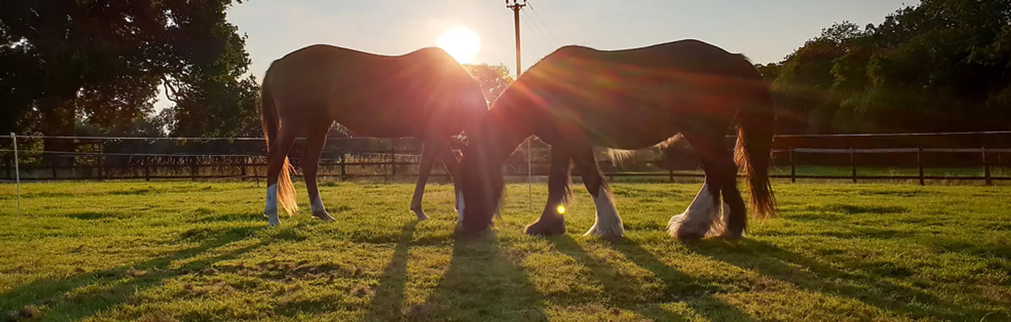 Equuleus Equine Therapy