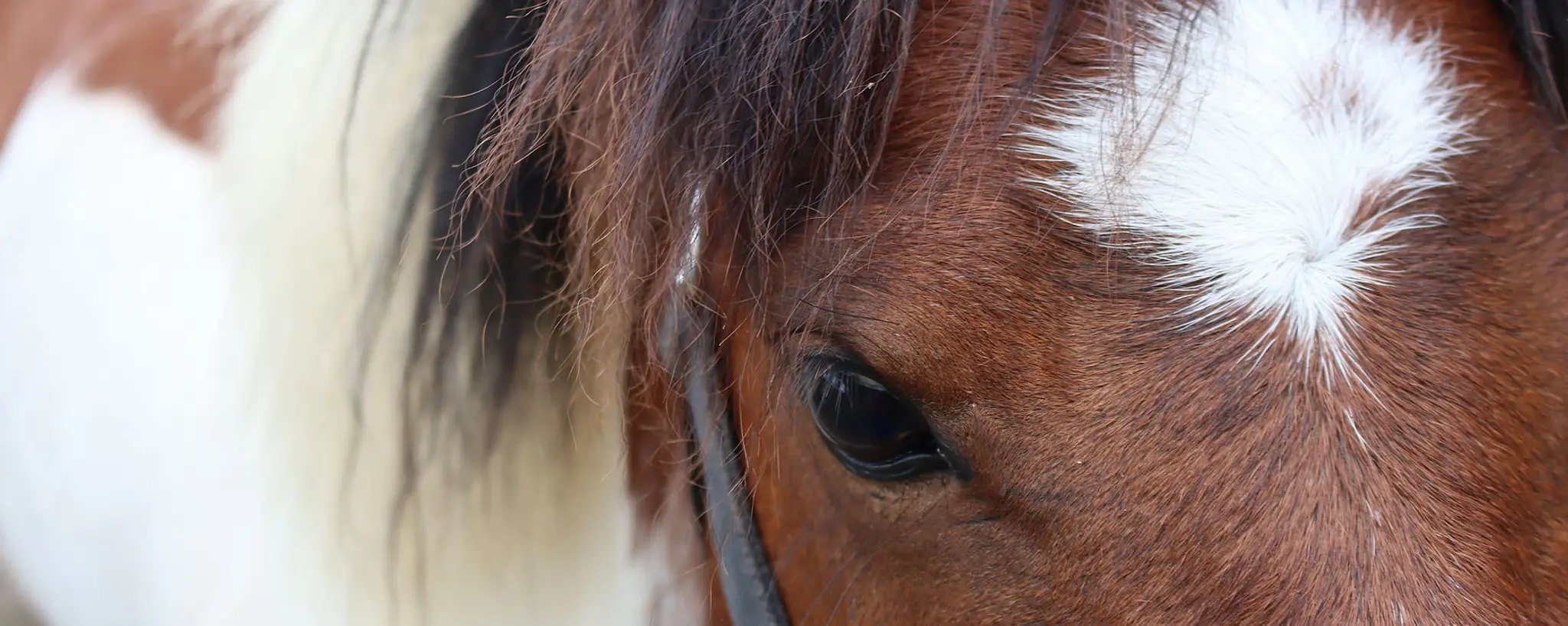 Exhibition Equestrian Centre