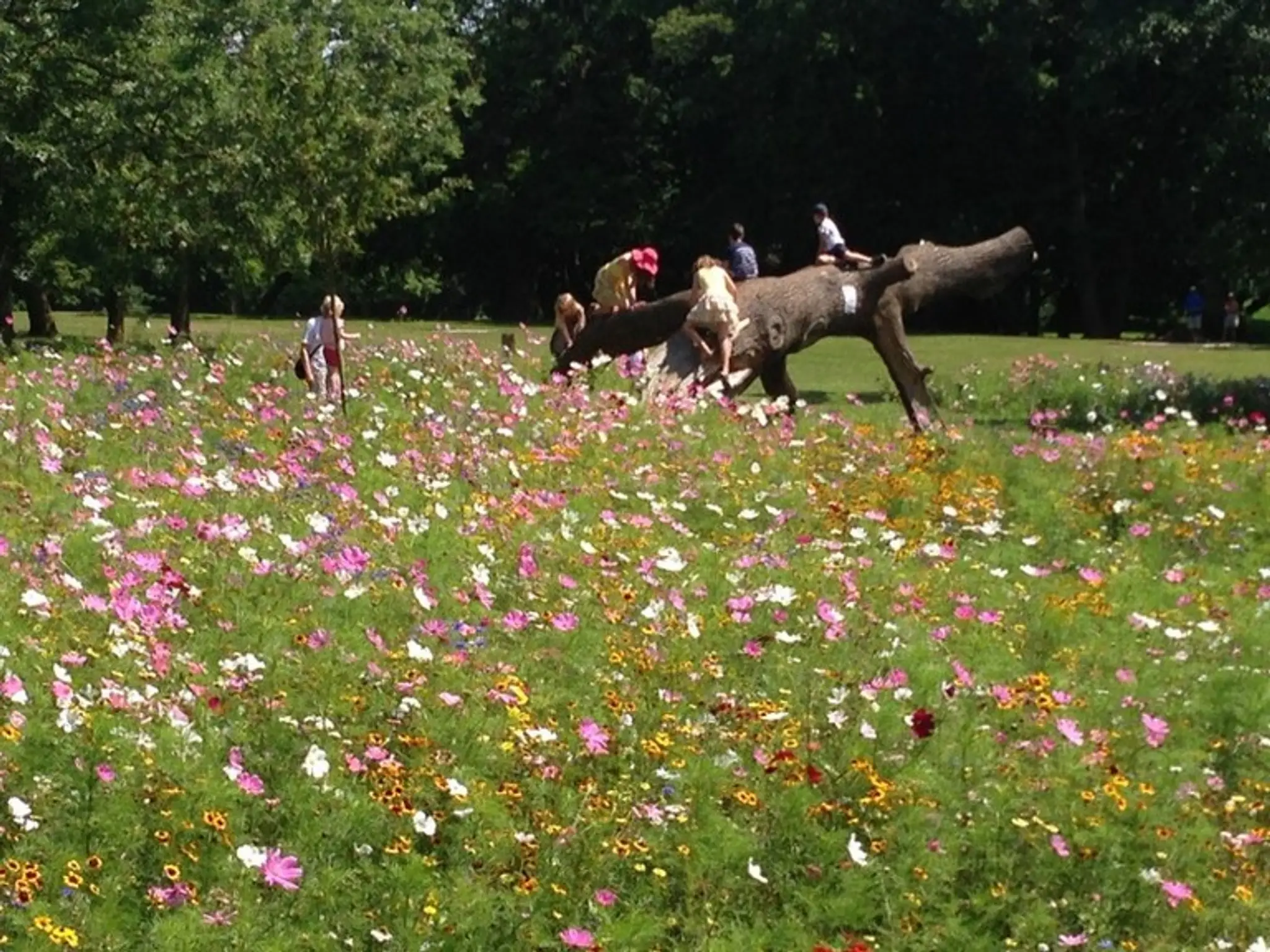 Lake Meadows Ball Court
