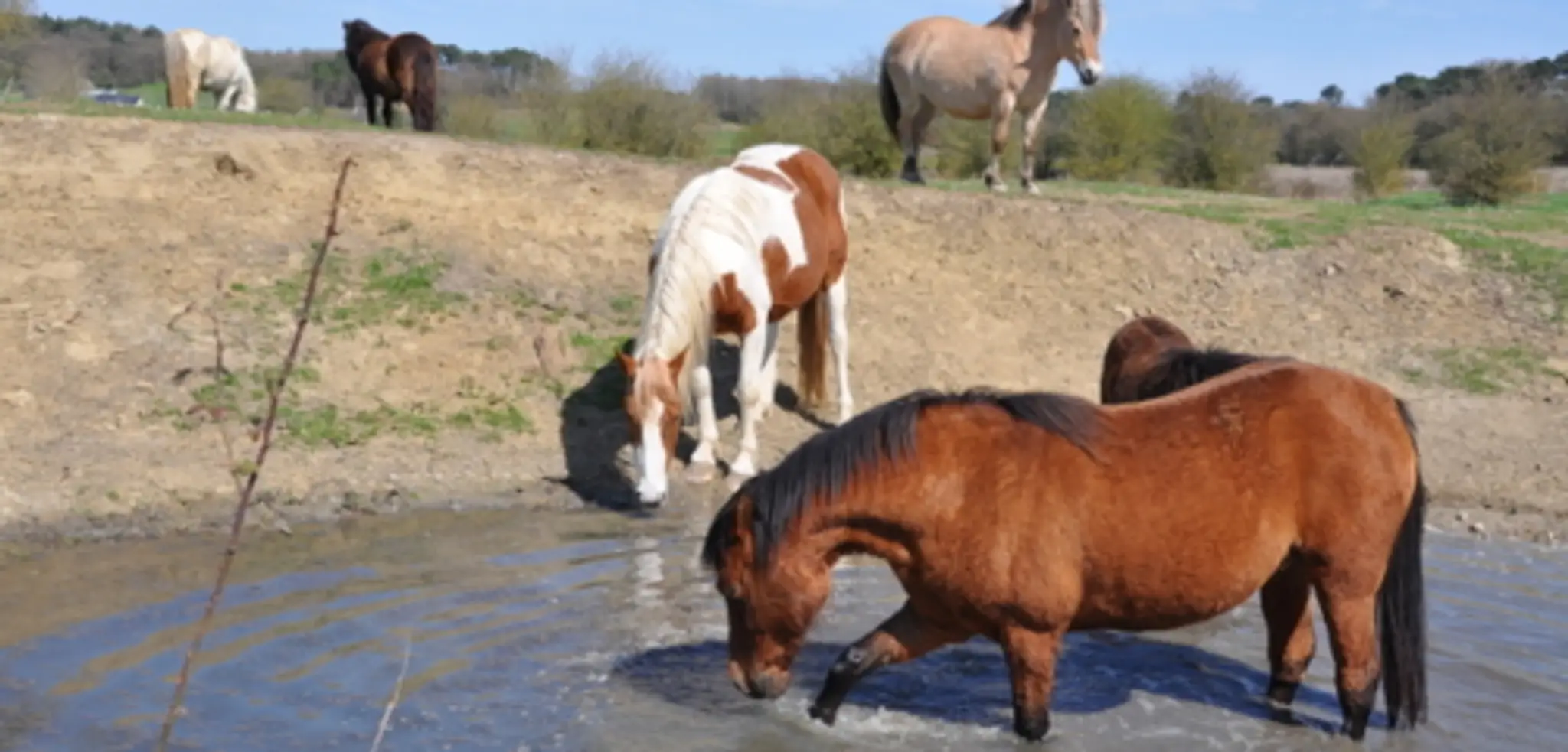 Espace Equestre Equitao