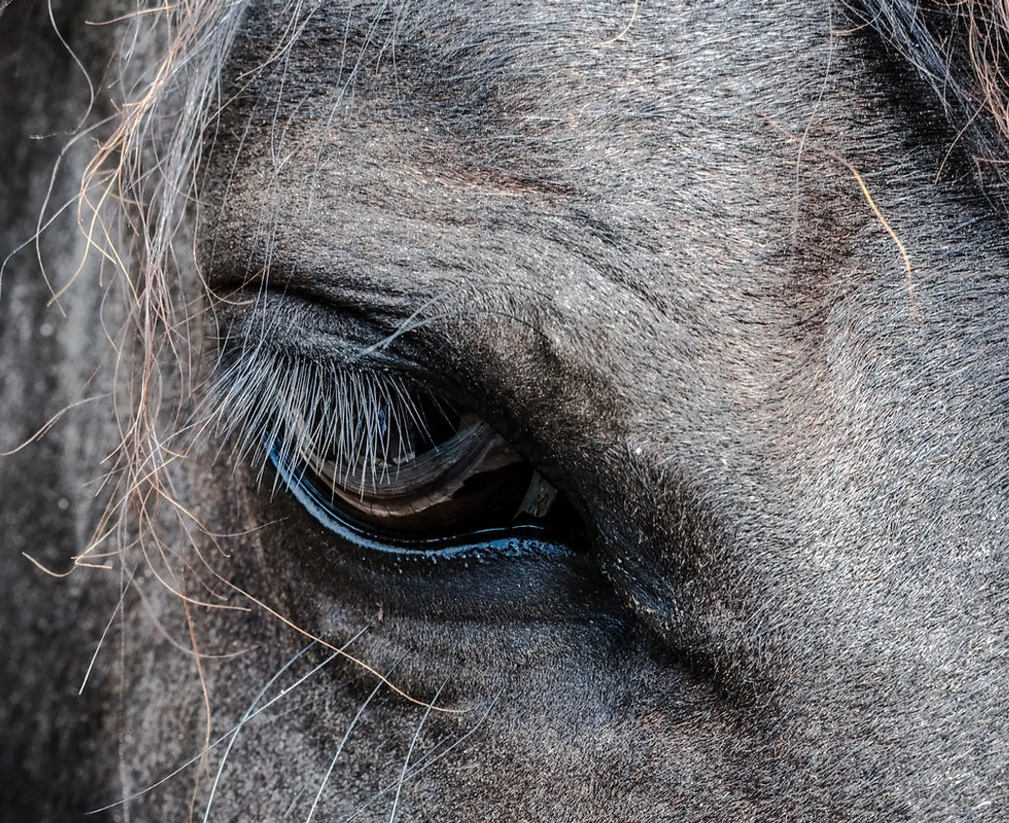 Penycoed Riding Stables