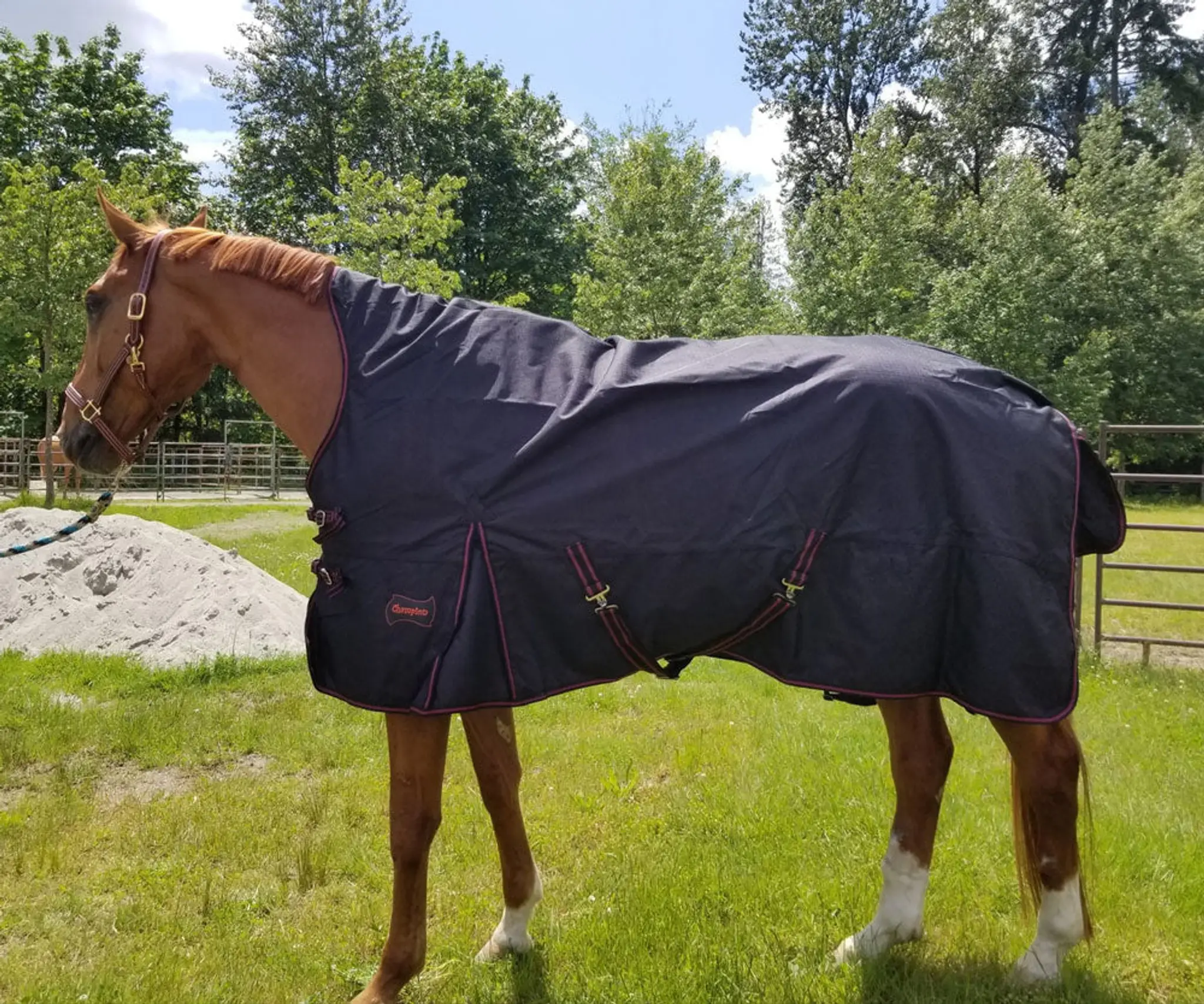 Champion Horse Blankets