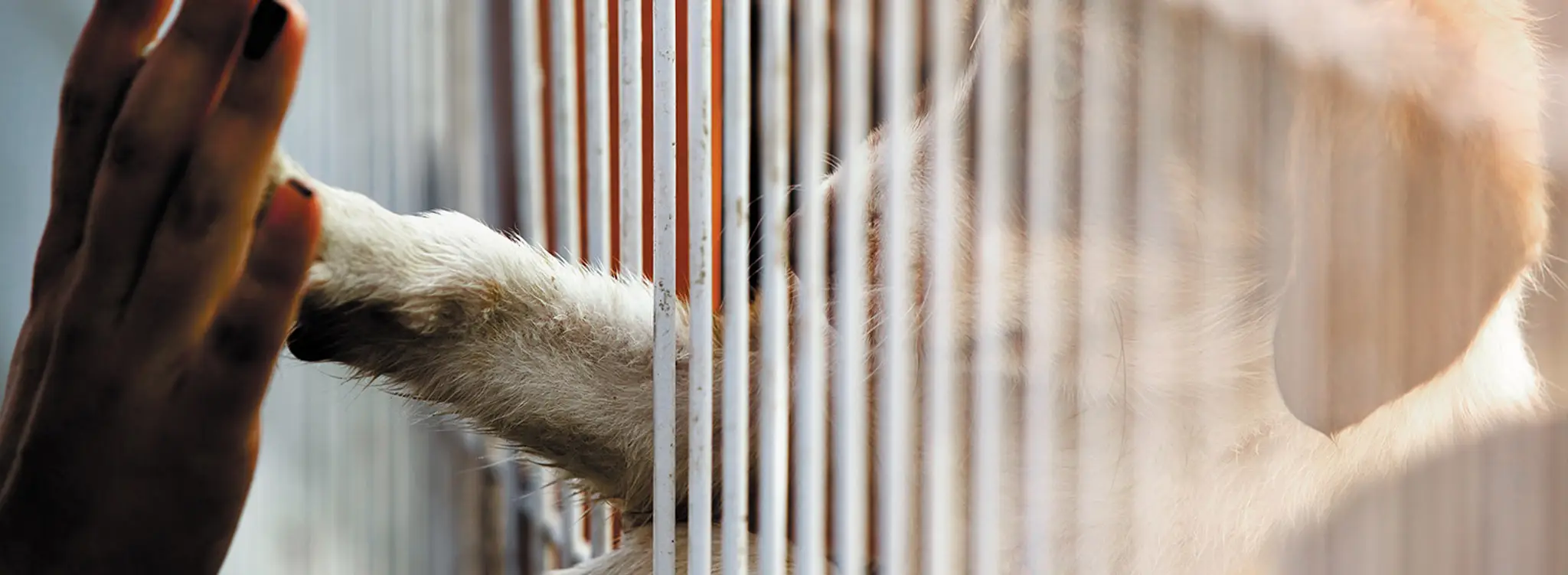 Cassie Campbell Cricket Ground