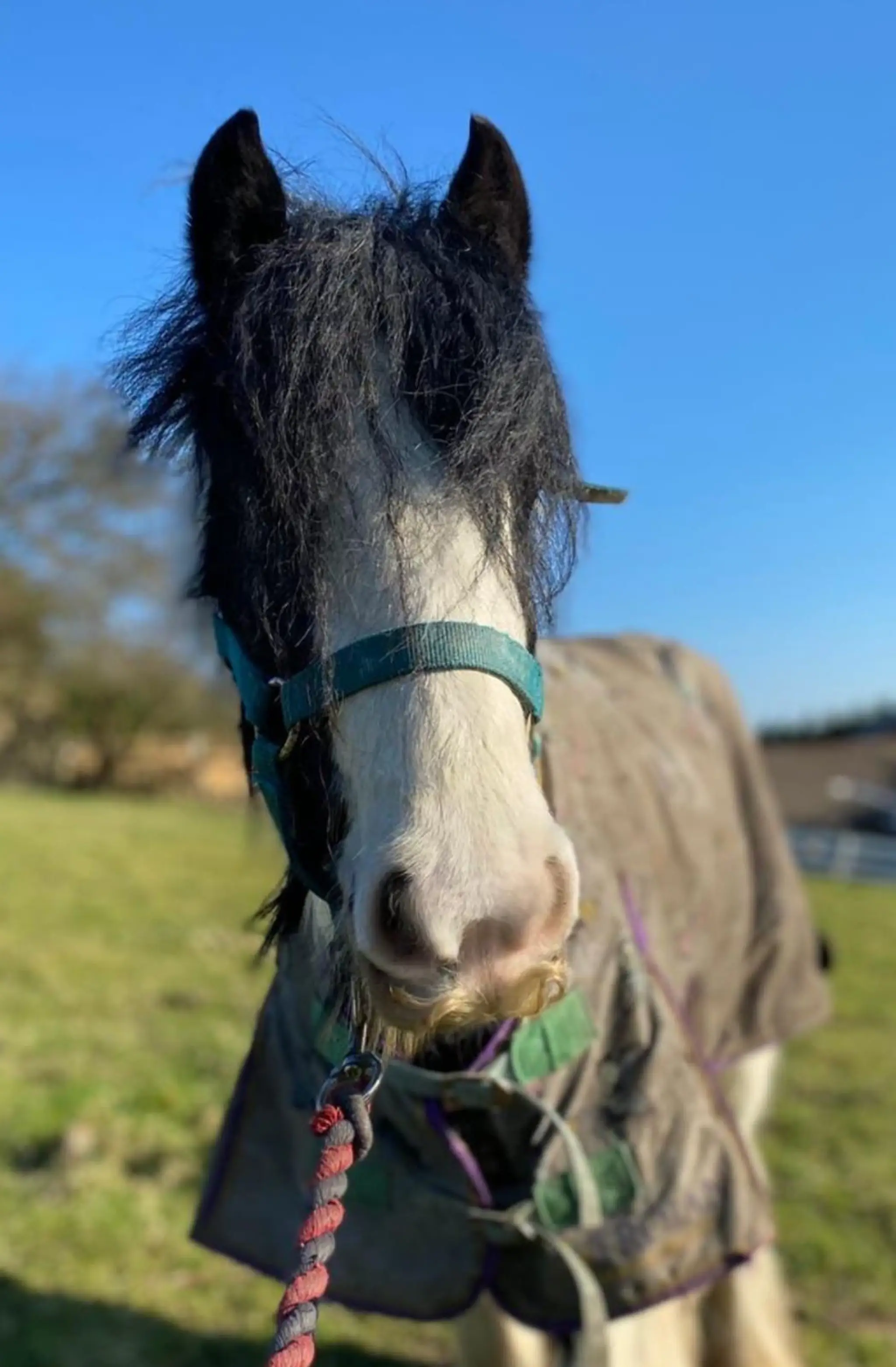 Glen Jakes Riding School