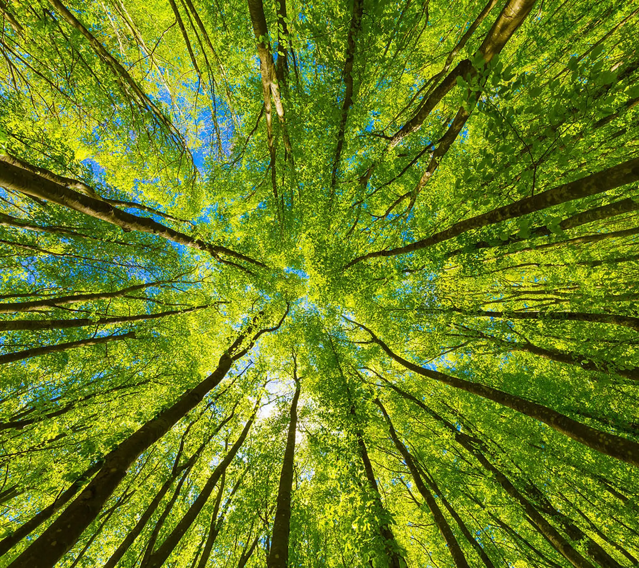 Lauriane Pellicioli Thérapeute Holistique