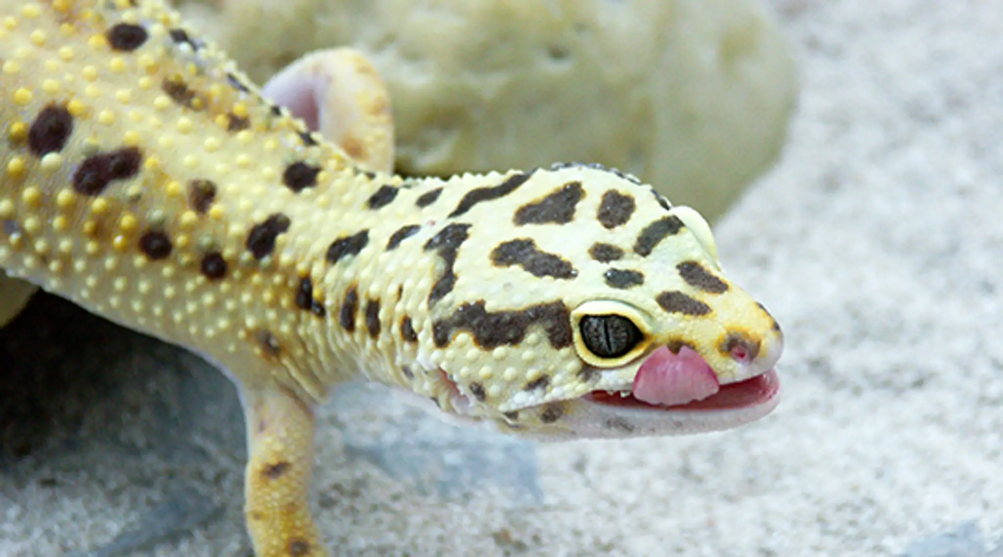 Tisburys Aquatic Centre