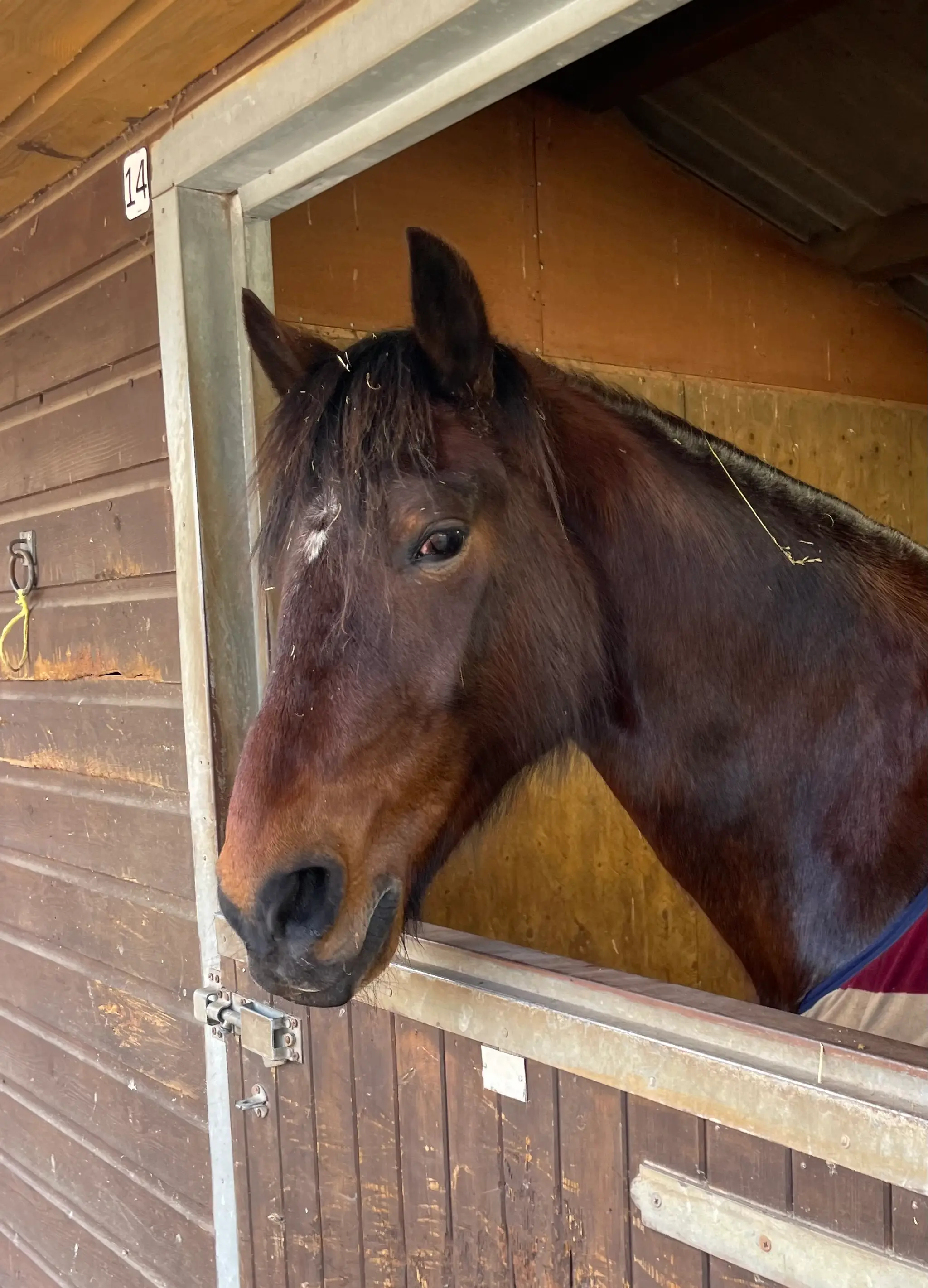 Tedworth Saddle Club