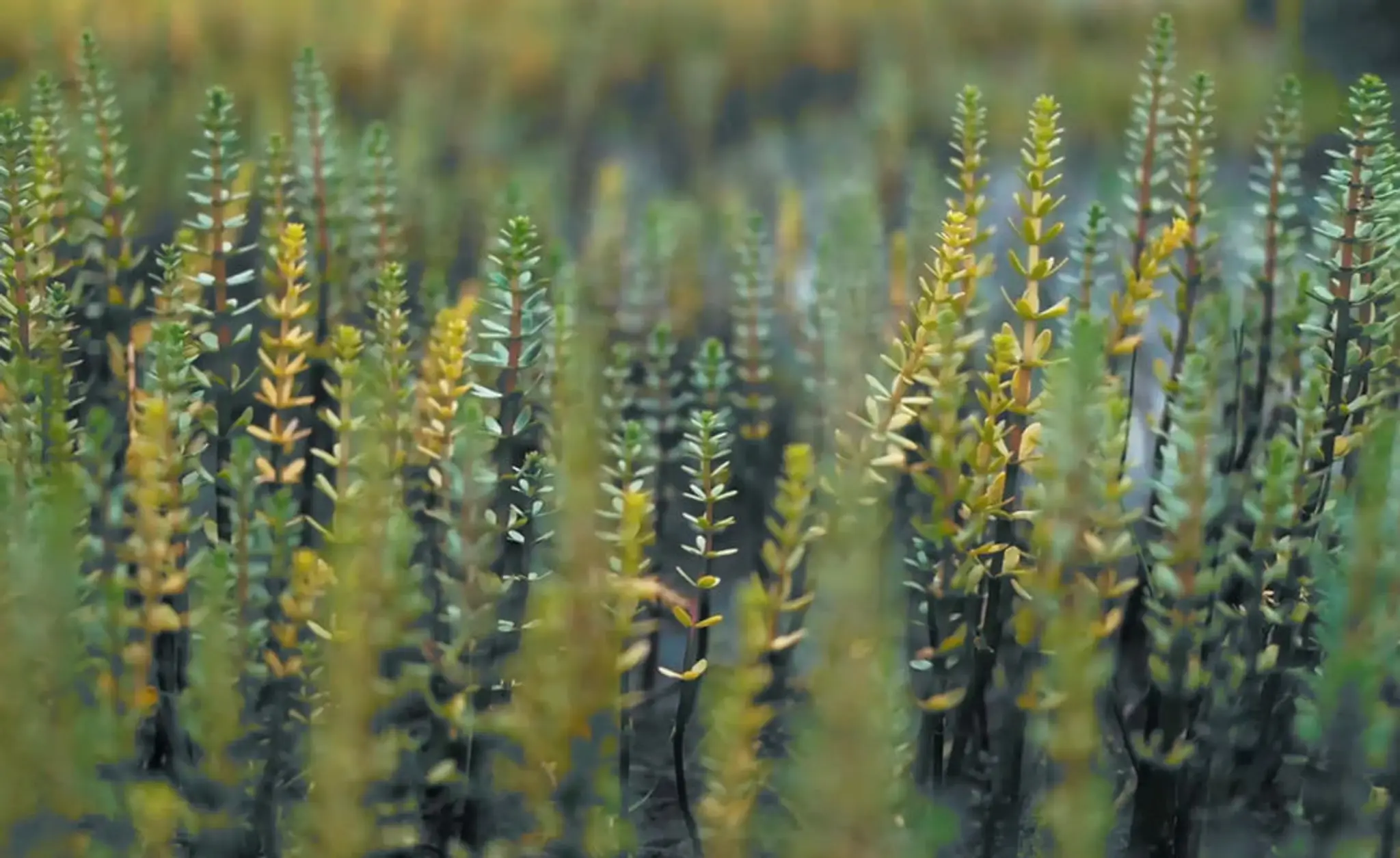 Laughing Goat Yoga Studio