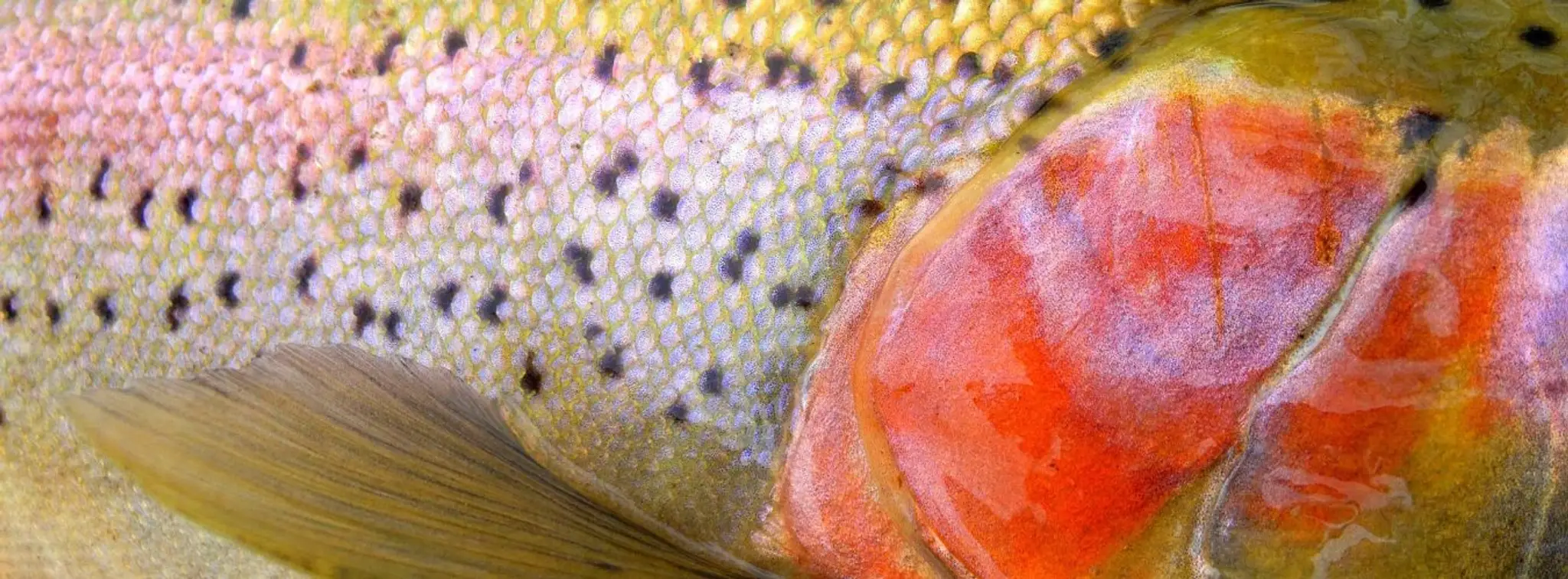 Credit River Anglers Association