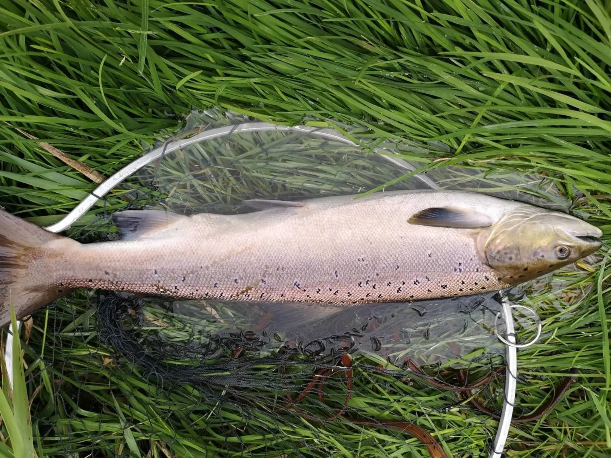 Kintore Angling Club