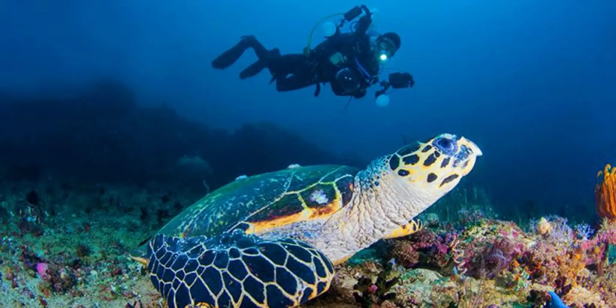 Amis Plongeurs Comtois