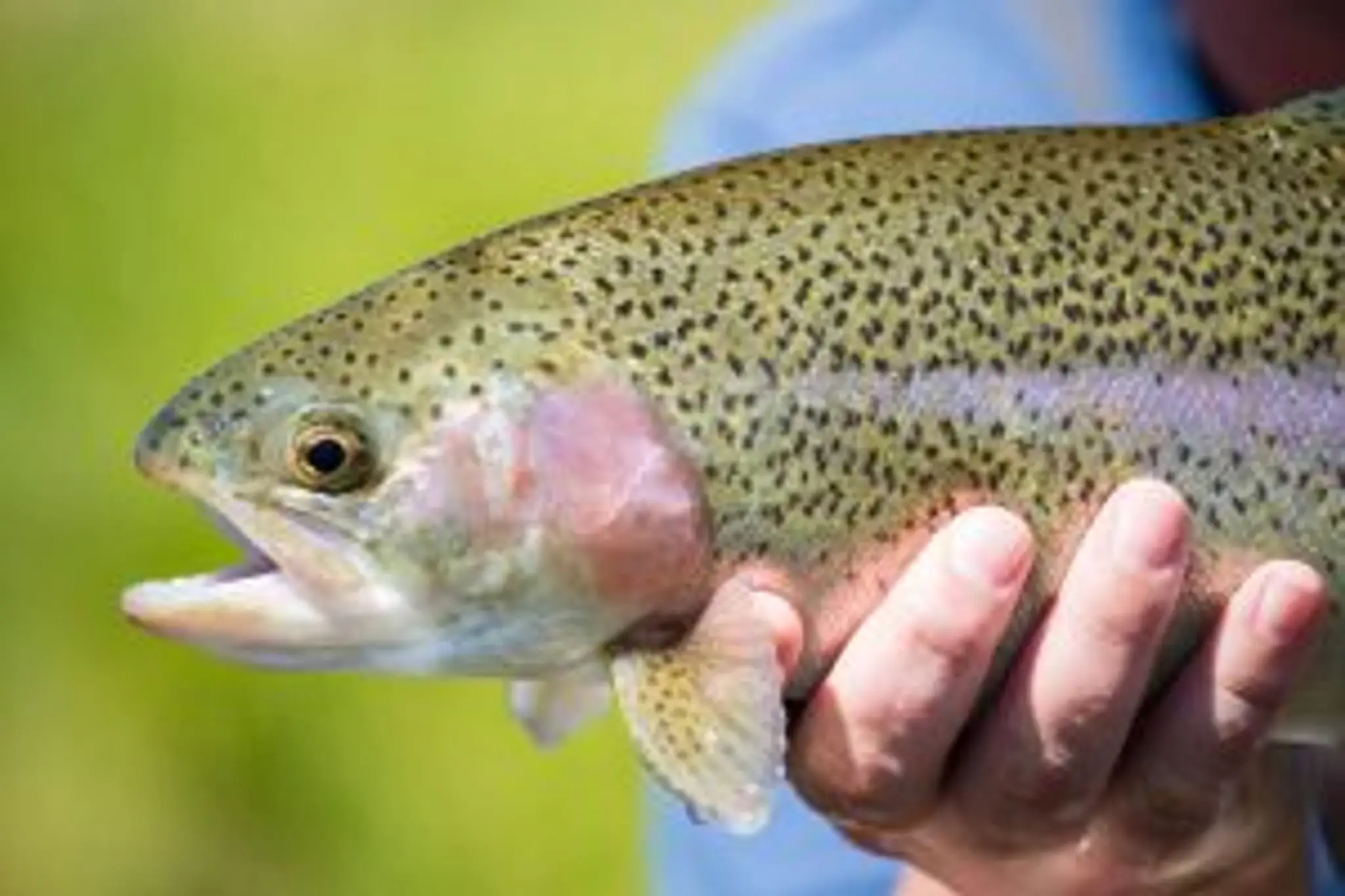 Lockwood Beck Coarse Fishery