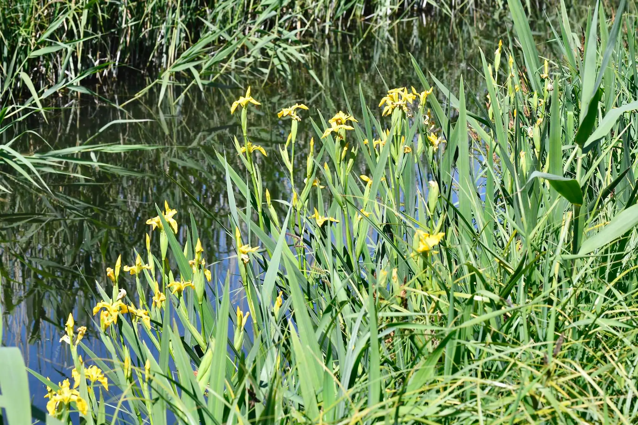 Kimbridge Trout Fishing