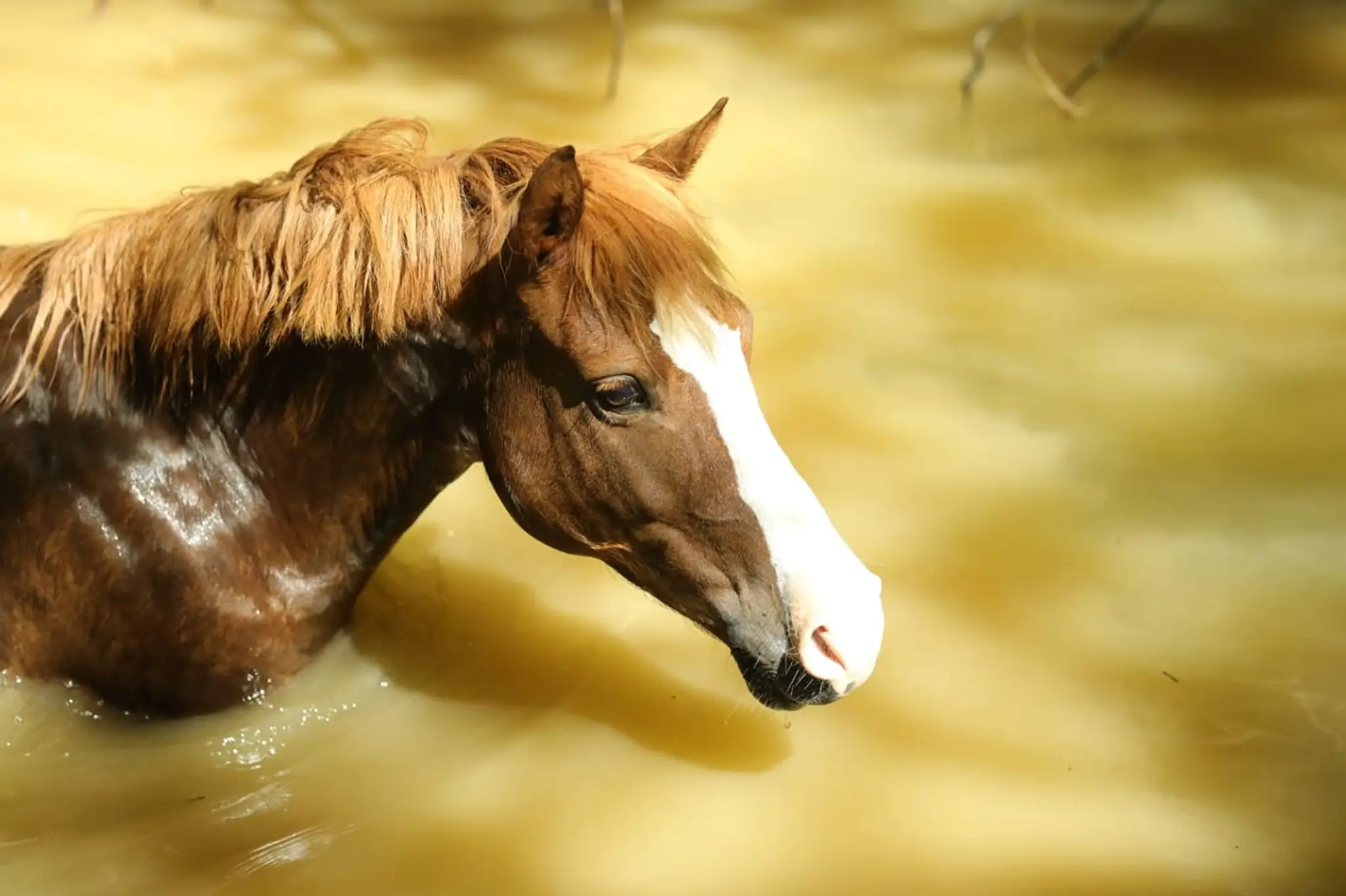 Horse Farm L'artigou