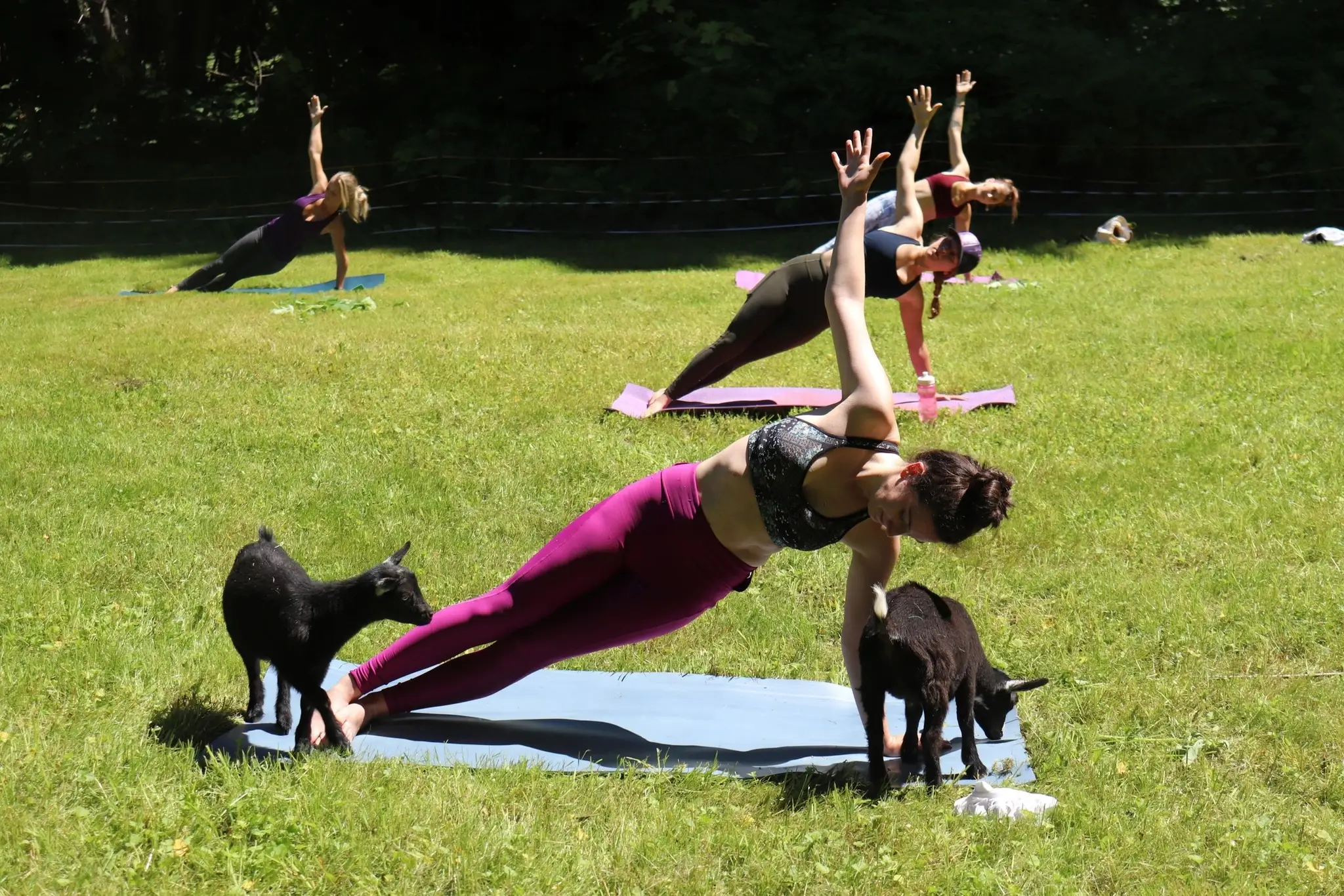 Goat Yoga
