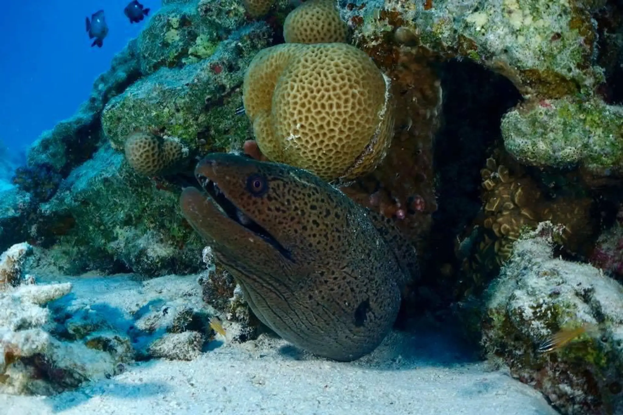 Havering and Ilford Scuba Club