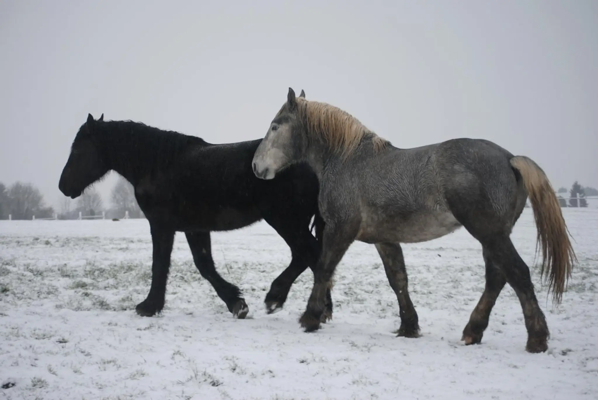 Earl Gesbert Livestock D'egée / Horses Percherons
