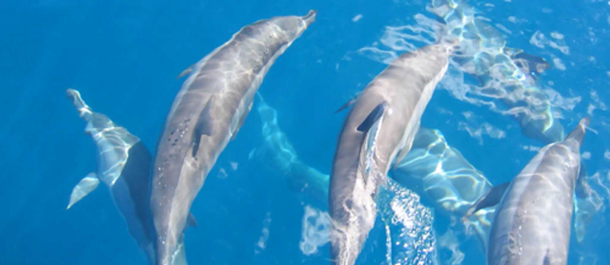 Dolphin Club - Diving Saint Florent