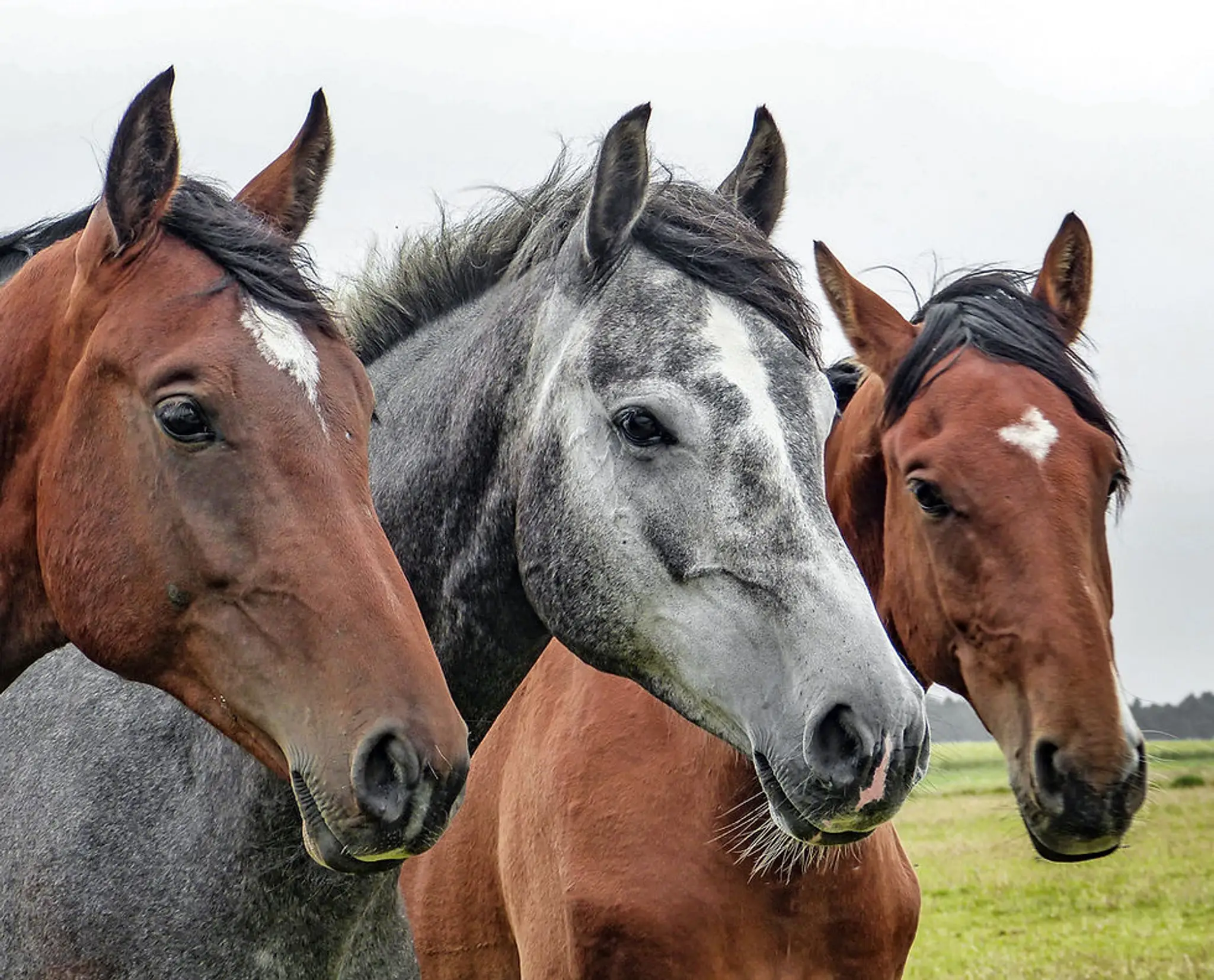 Hurstvale Riding School