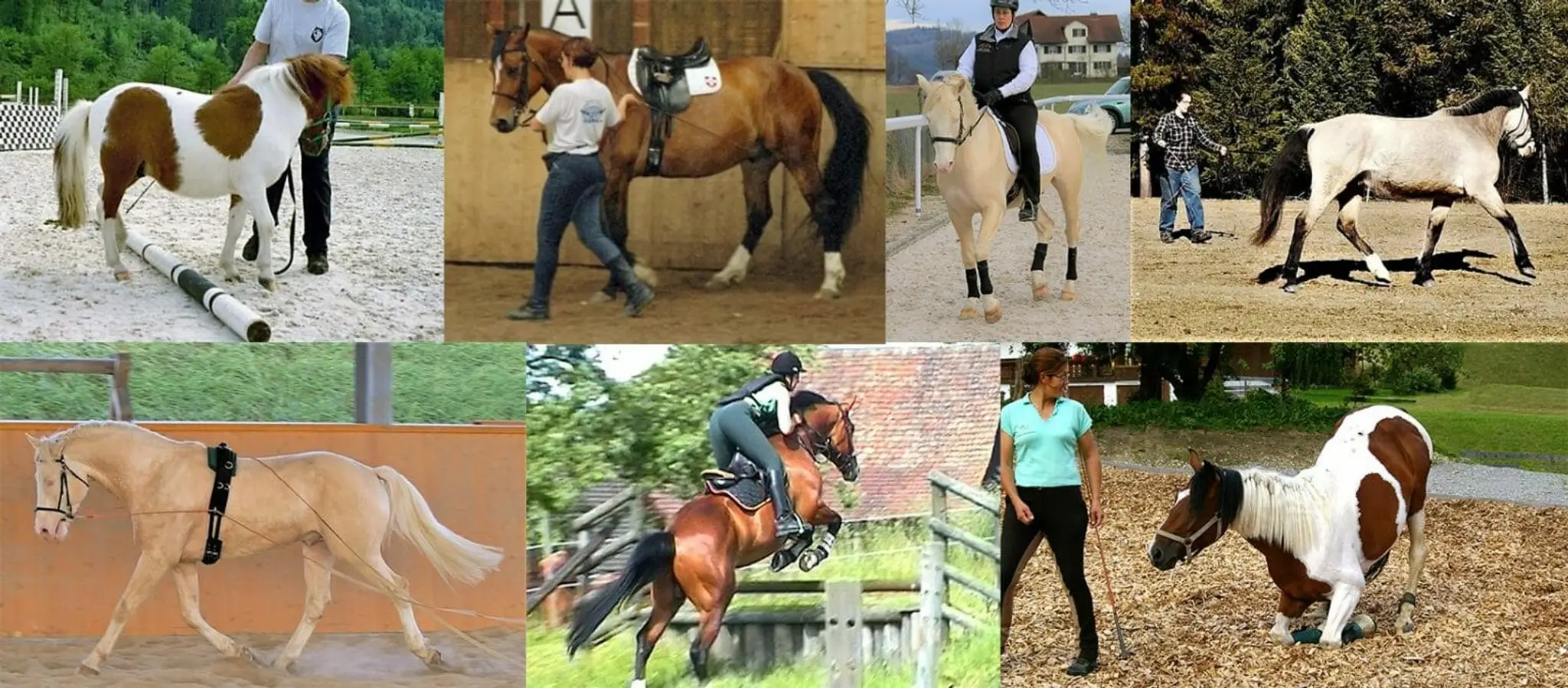 Holistic Horse Training