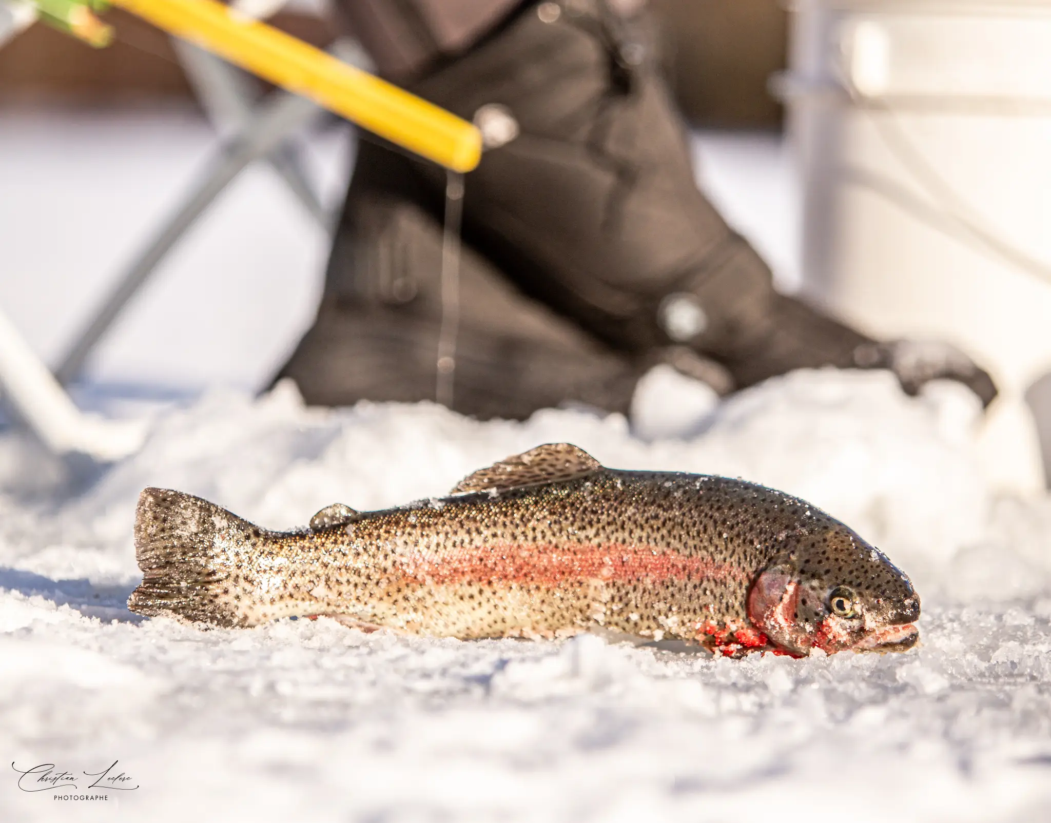Domaine Faunique | Chalet, pche et sentiers et lac  Saint-Nazaire-de-Dorchester