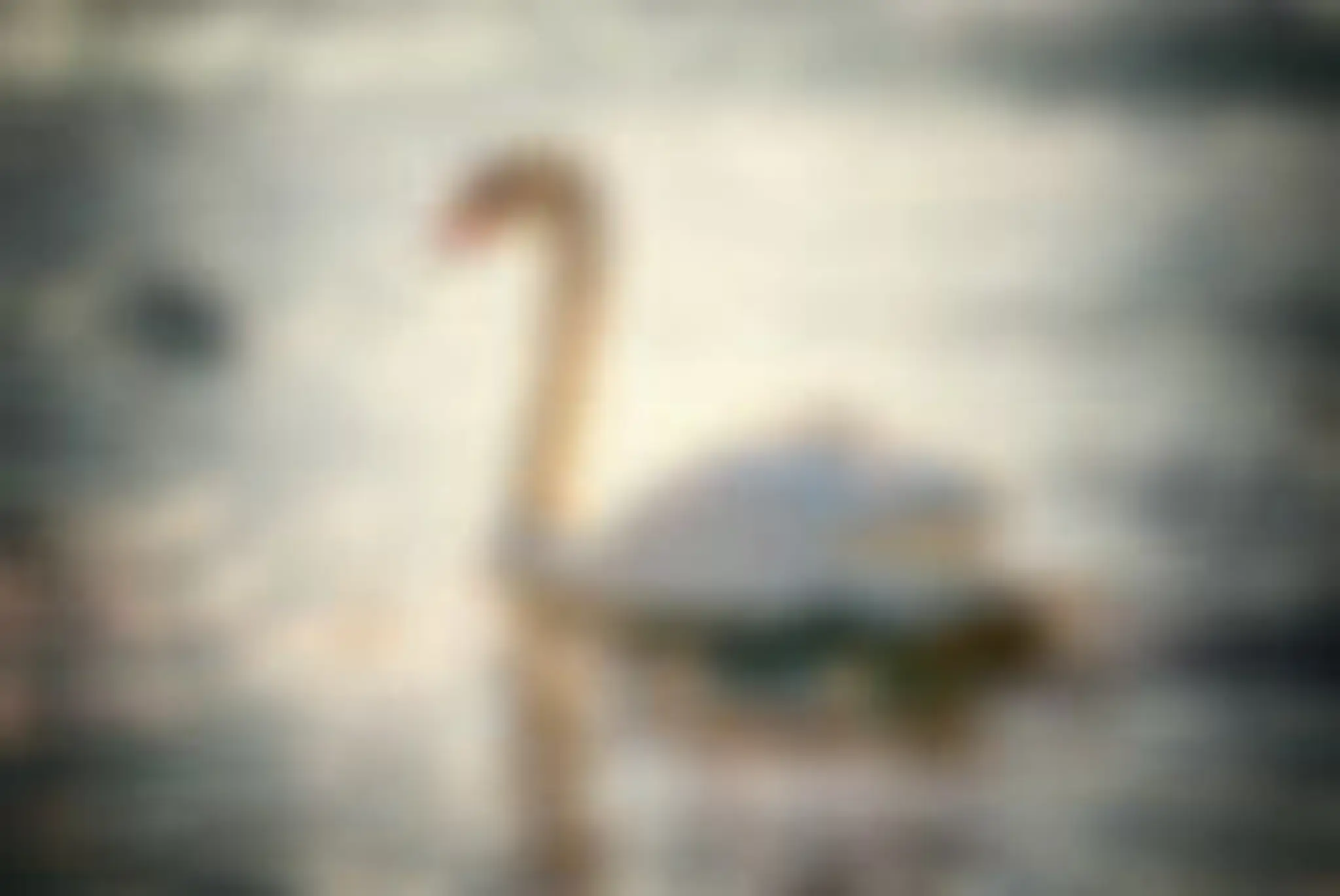 L'envol du cygne Coaching