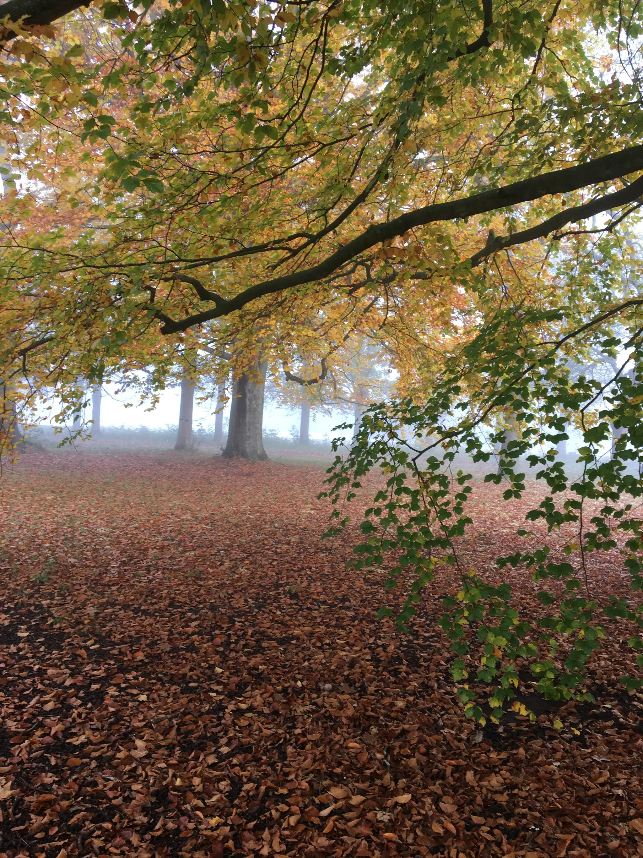 Claire Murphy Yoga & Meditation