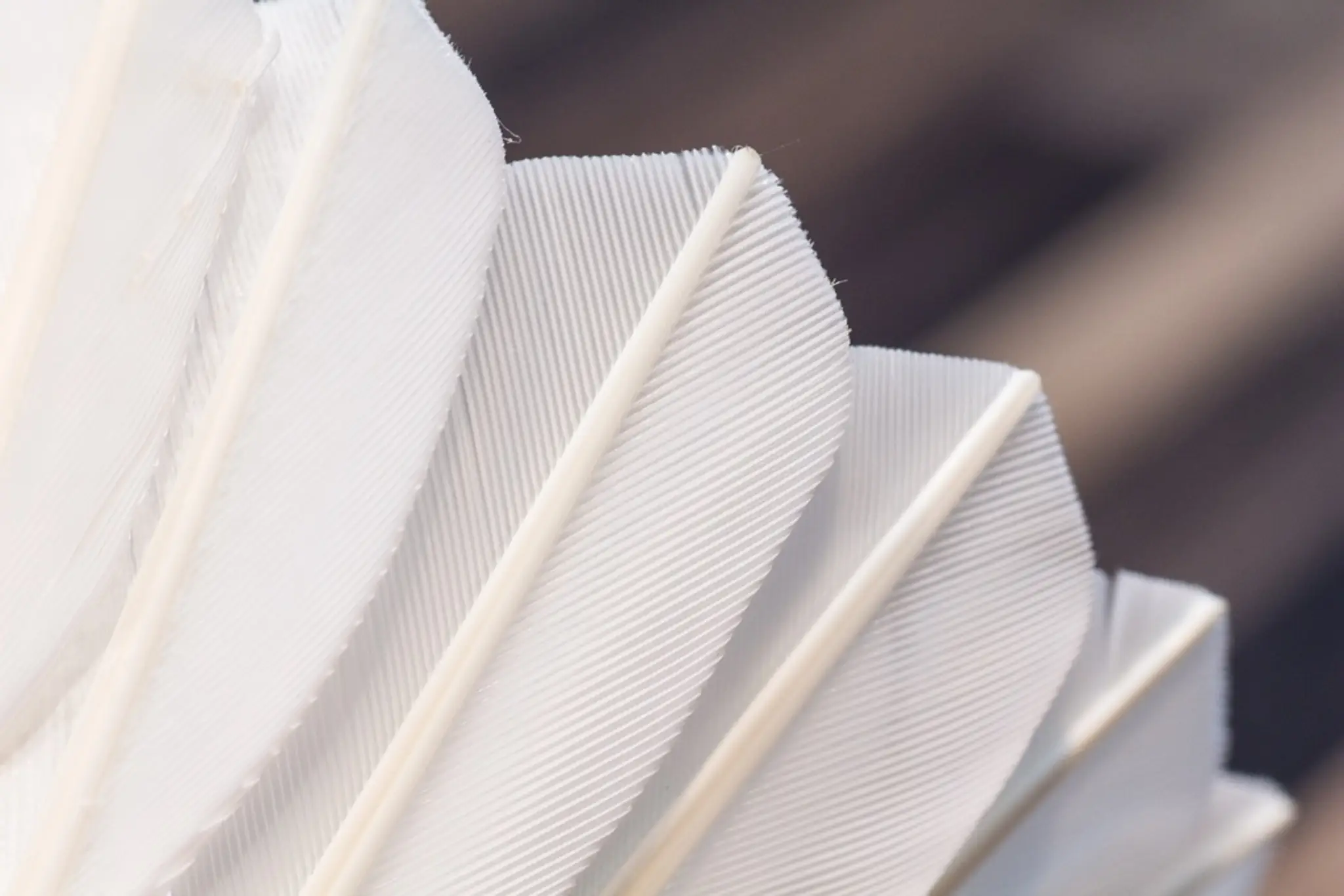 Association Sportive Nanteuil Badminton